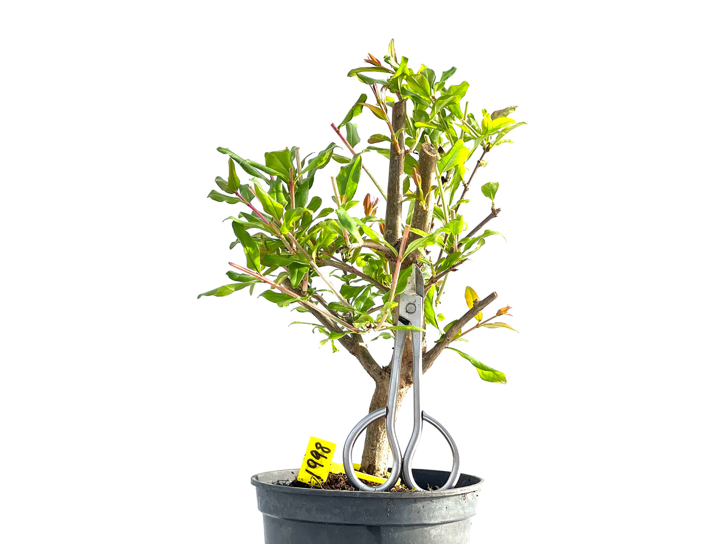 Punica Granatum Nejikan 1998