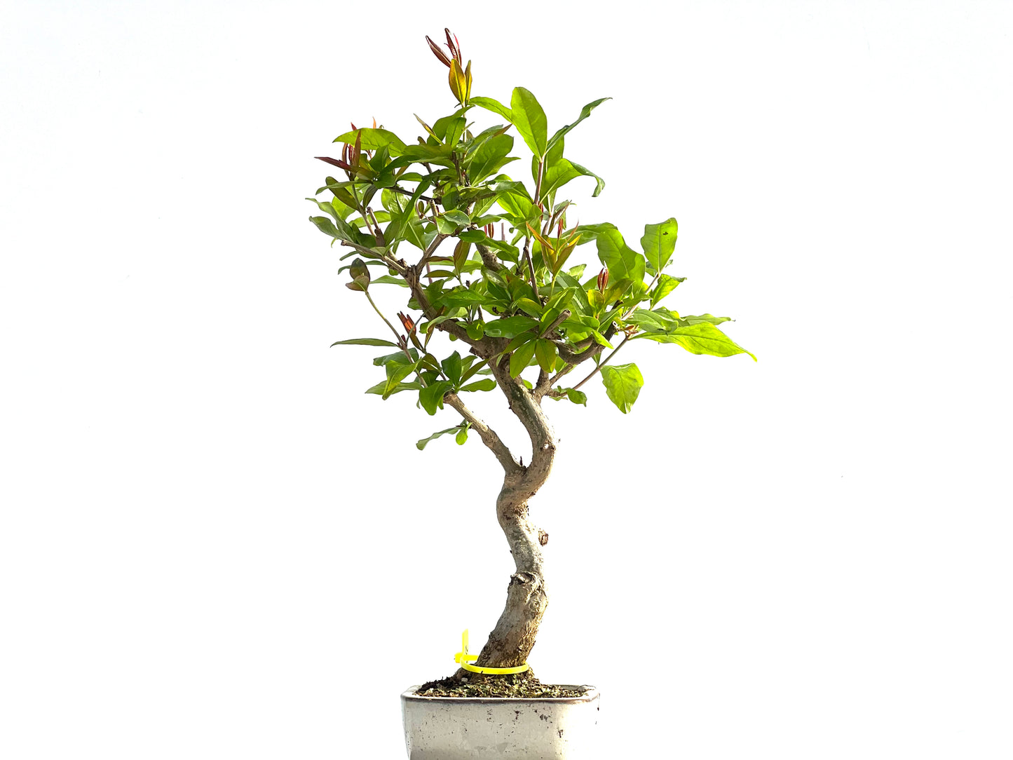Punica Granatum Nejikan 1999