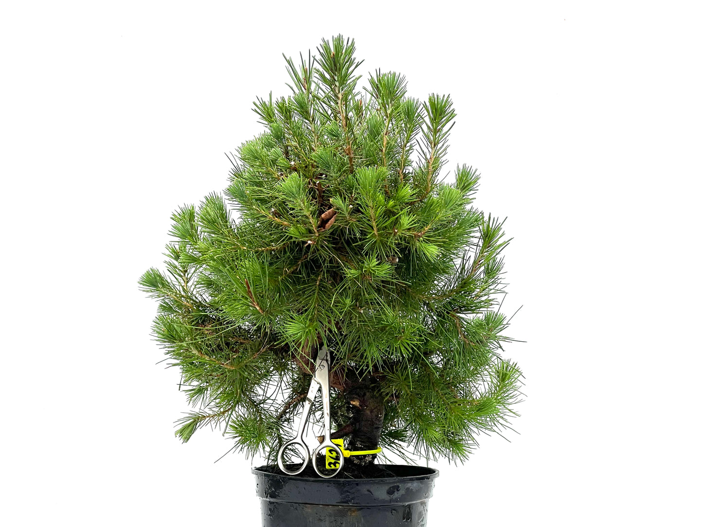 Pinus Halepensis 3621