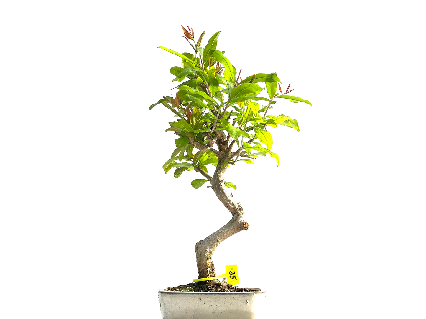 Punica Granatum Nejikan 1999