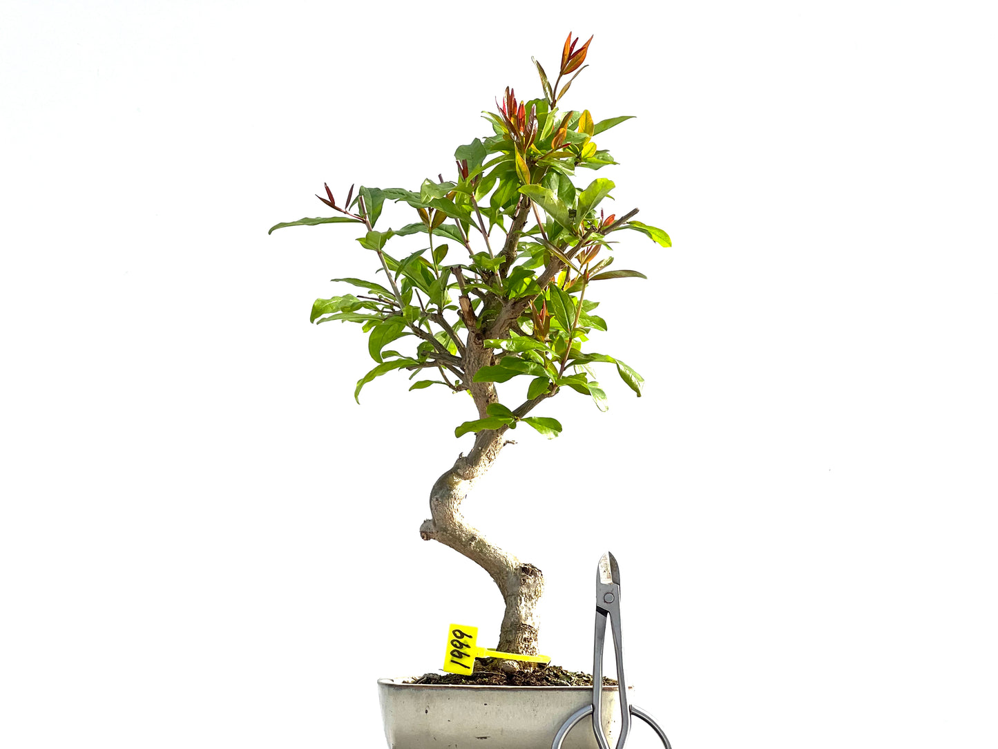 Punica Granatum Nejikan 1999