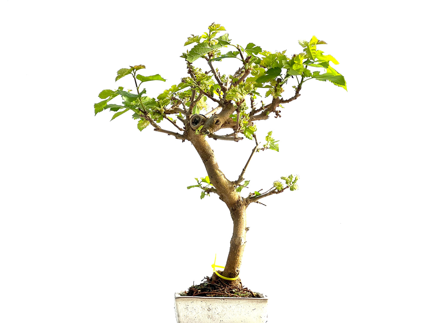 Morus Alba 2000