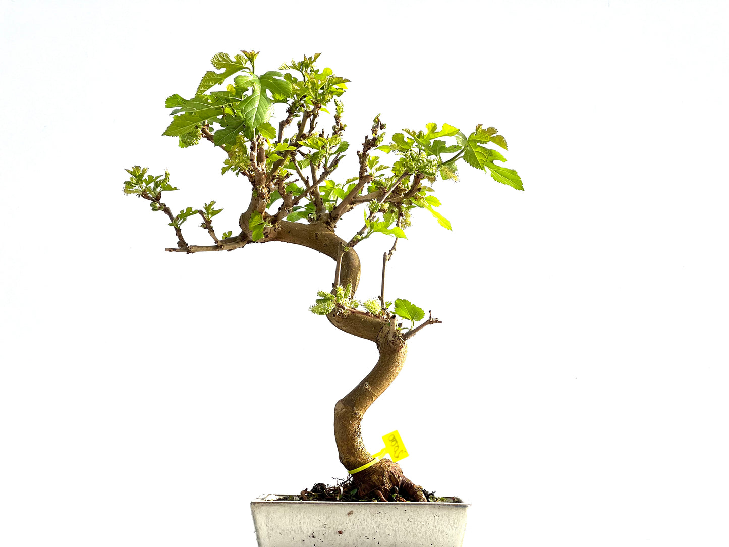 Morus Alba 2000
