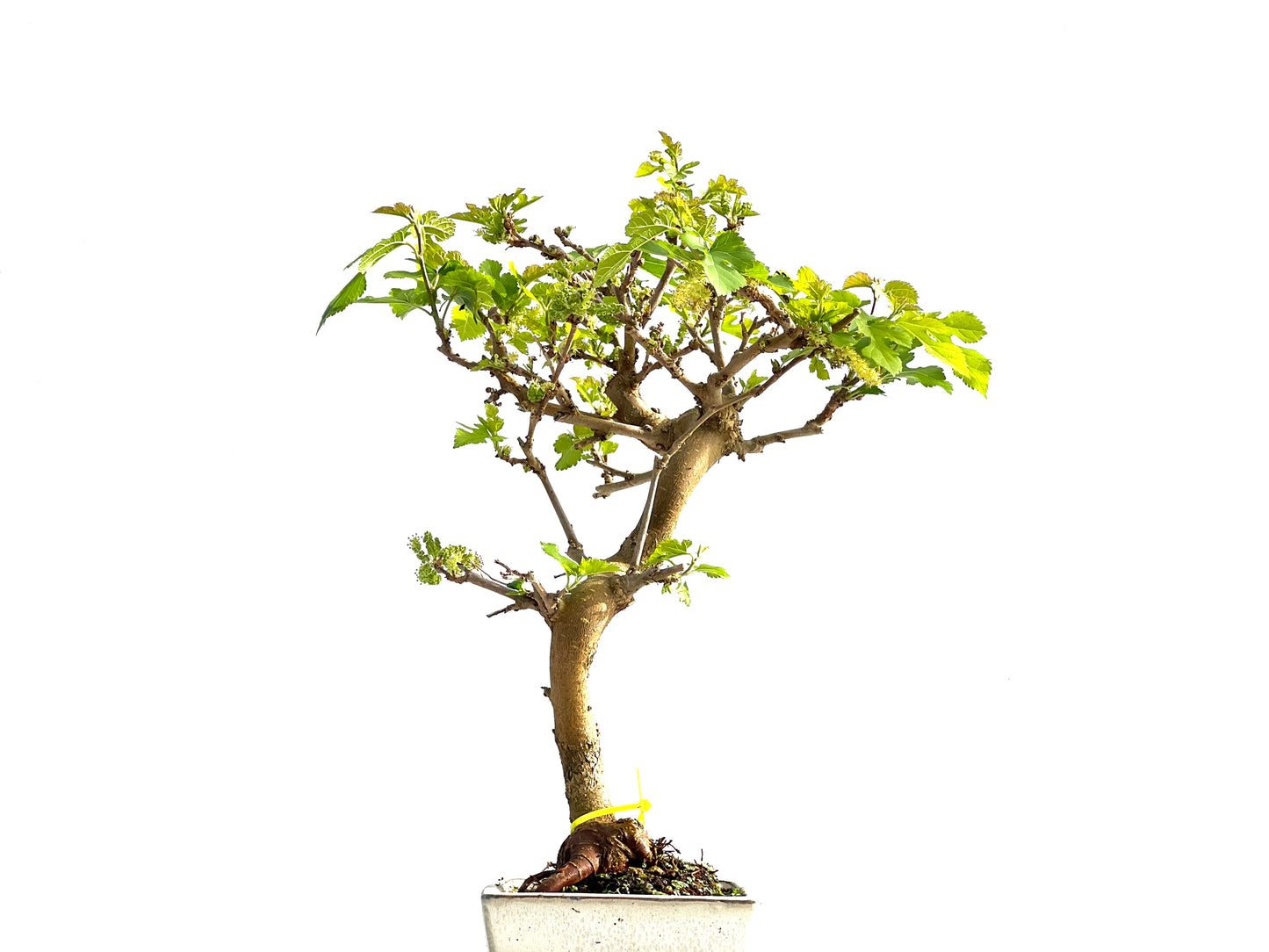 Morus Alba 2000