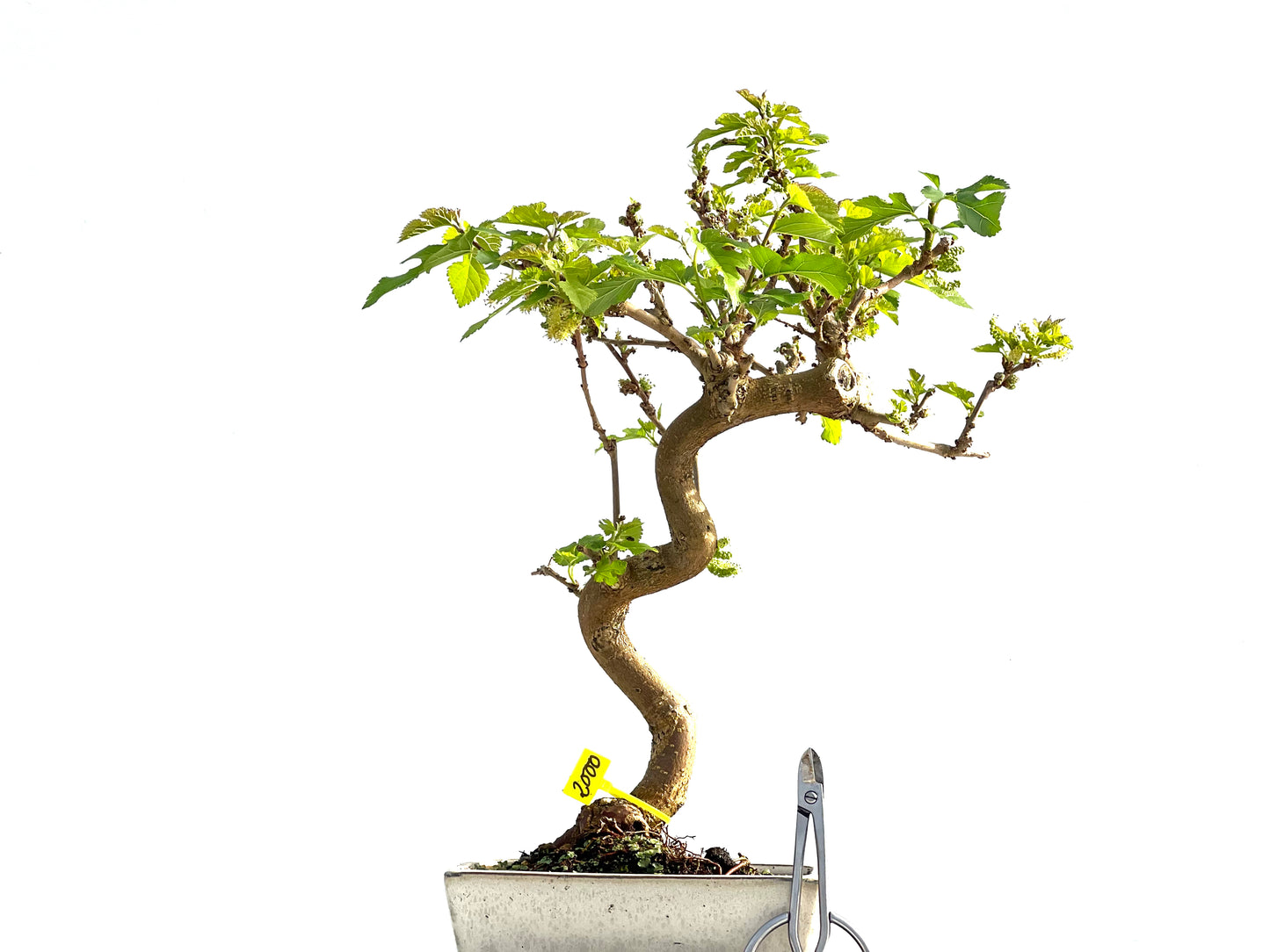 Morus Alba 2000