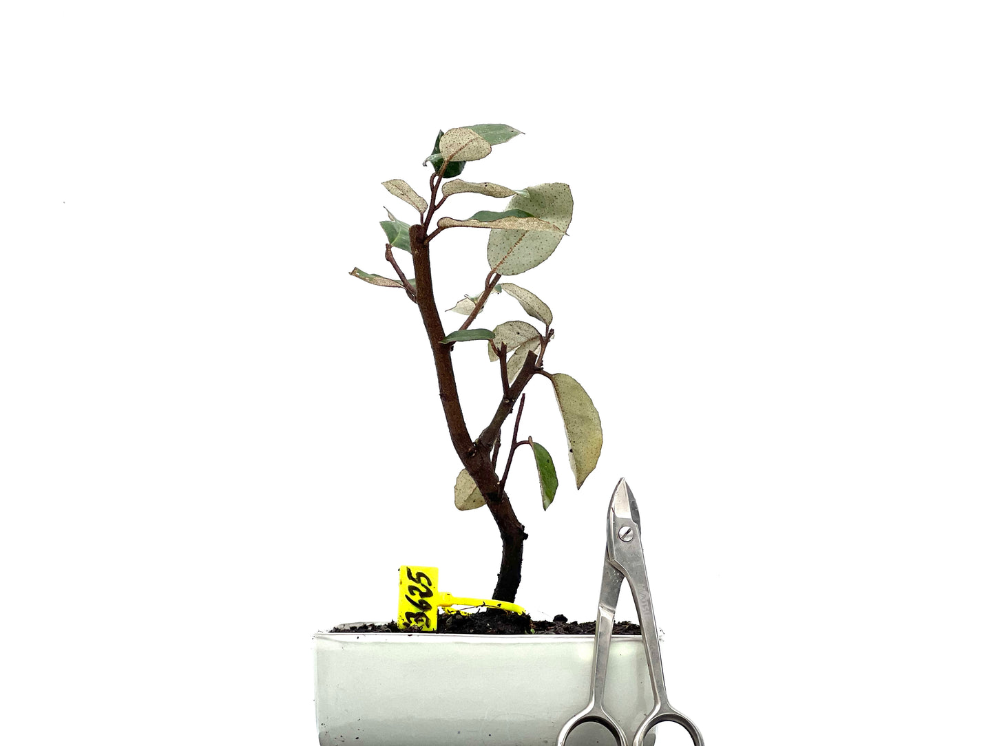 Eleagnus Pungens 3625