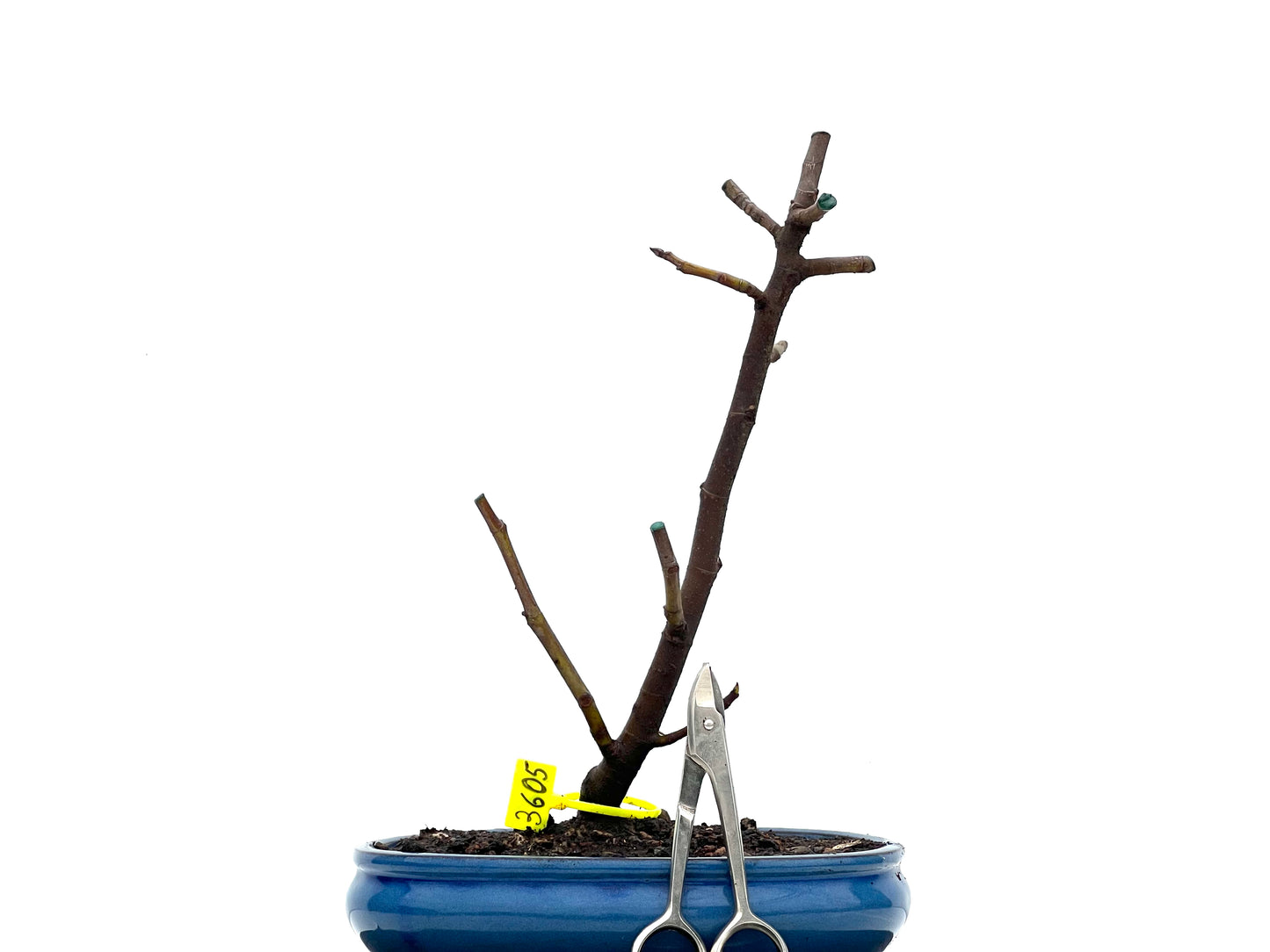 Ficus Carica 3605