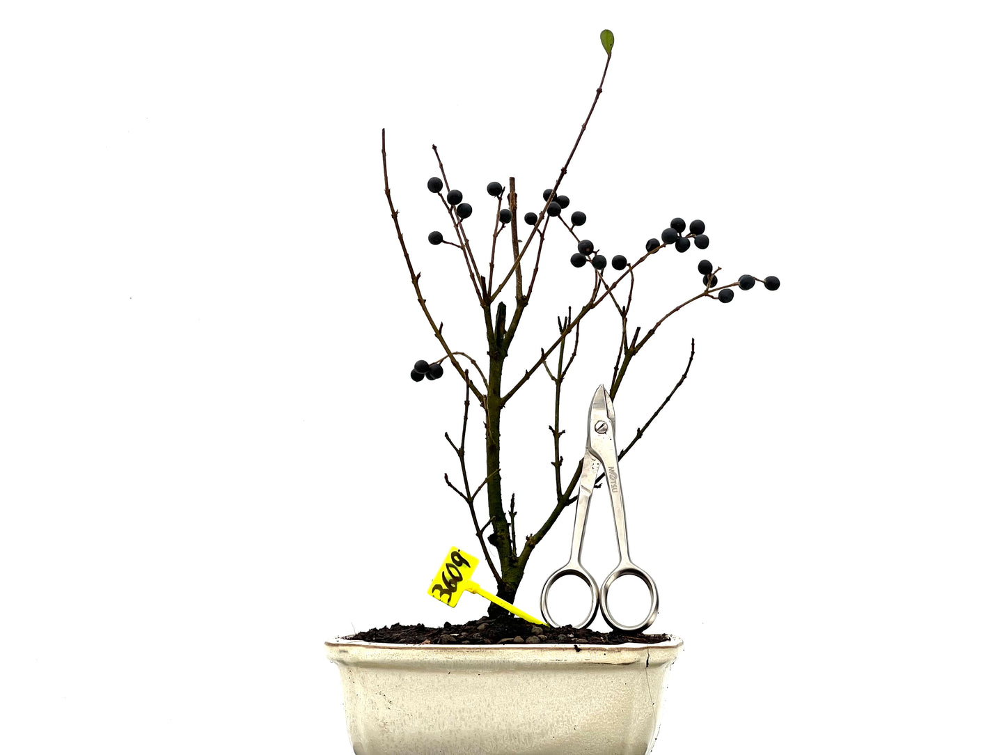 Ligustrum Ibota 3609