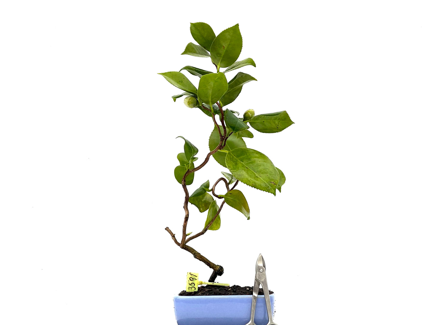 Camelia Japonica 3591