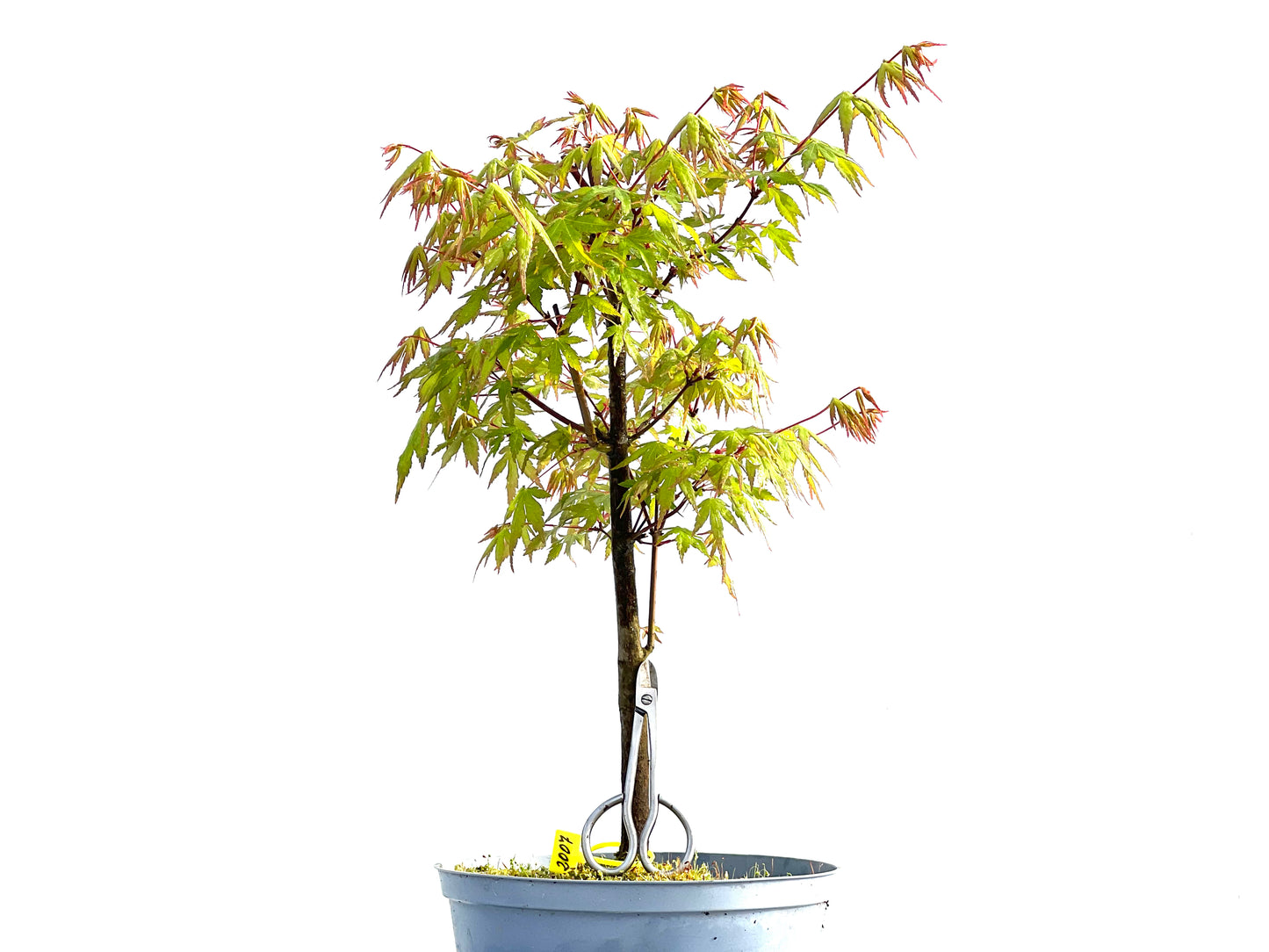 Acer Palmatum 2007