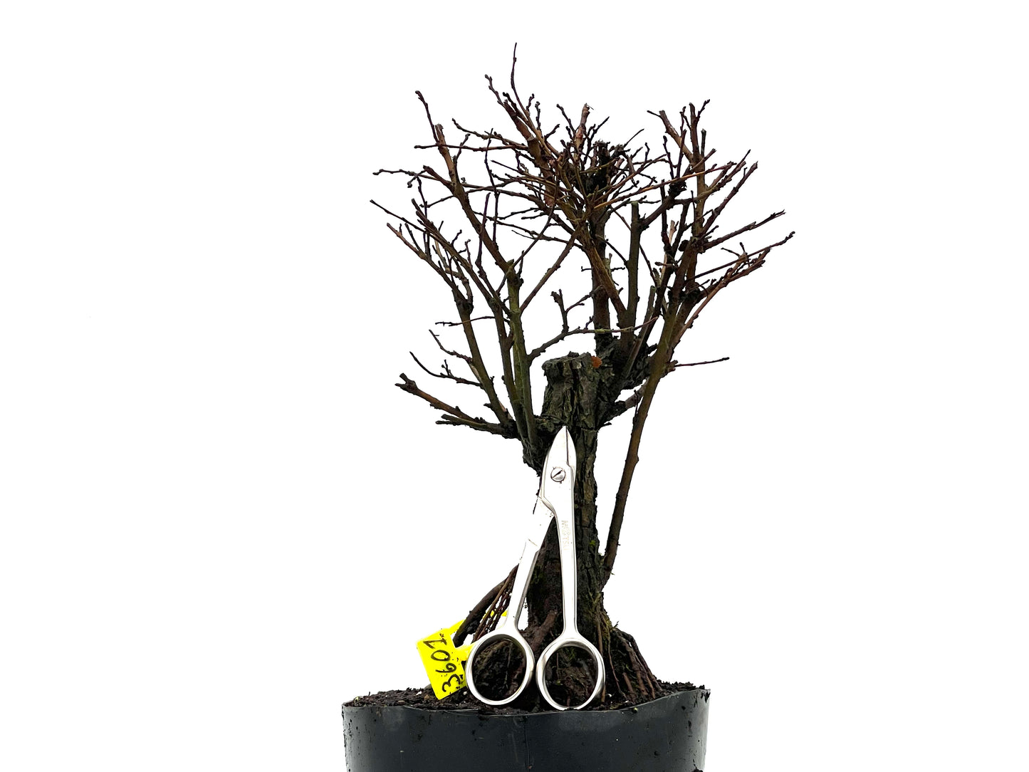 Olmo Nire Keyaki 3601