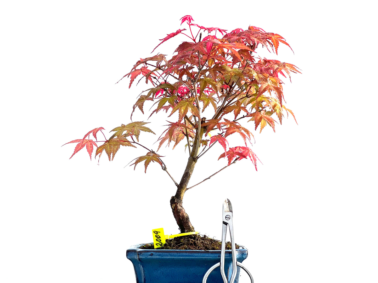 Acer Palmatum Deshojo 2009