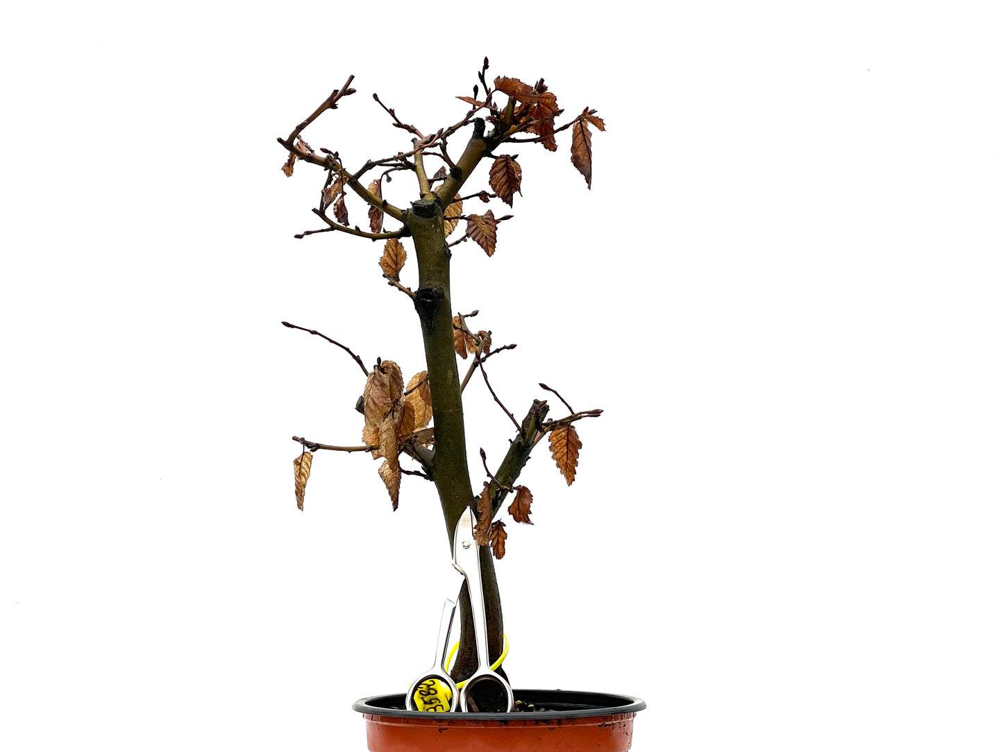 Carpinus Betulus 3582