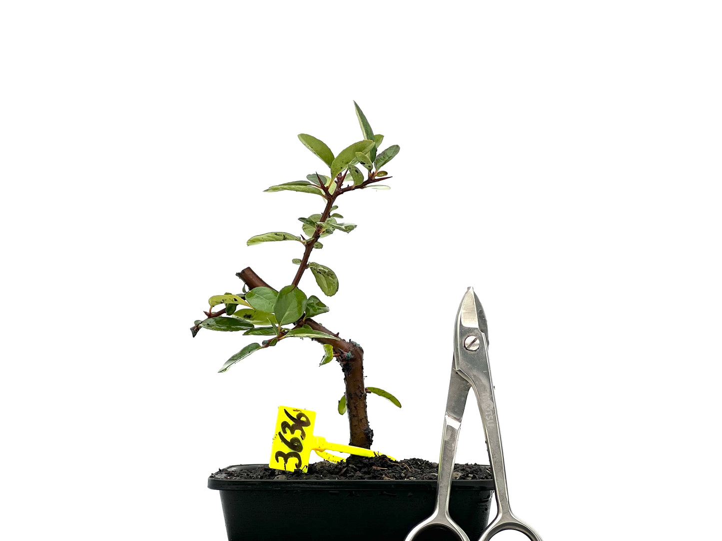 Pyracantha 3636
