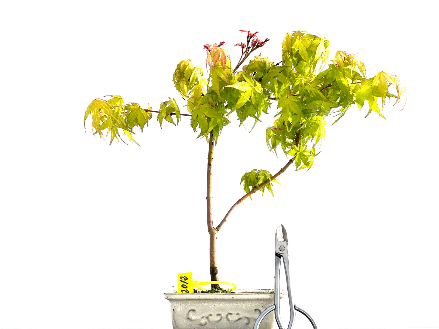 Acer Palmatum Katsura 2012