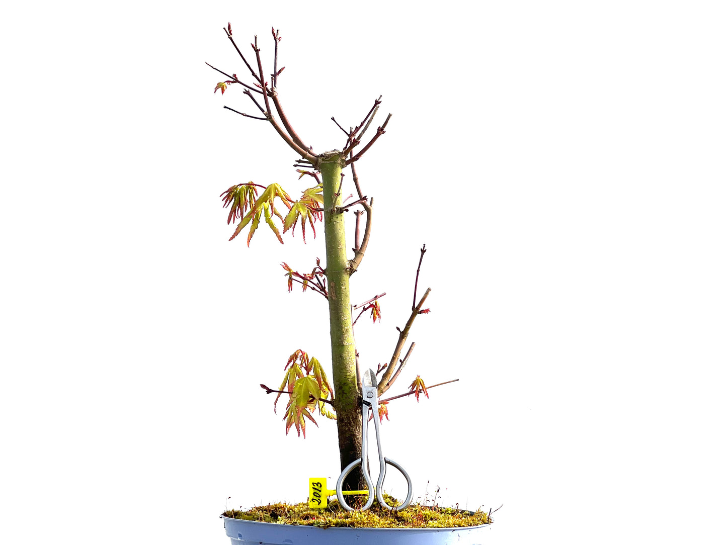 Acer Palmatum 2013