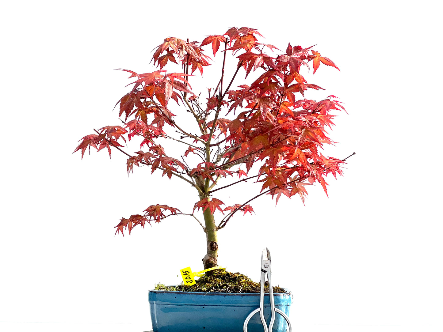 Acer Palmatum Deshojo 2015