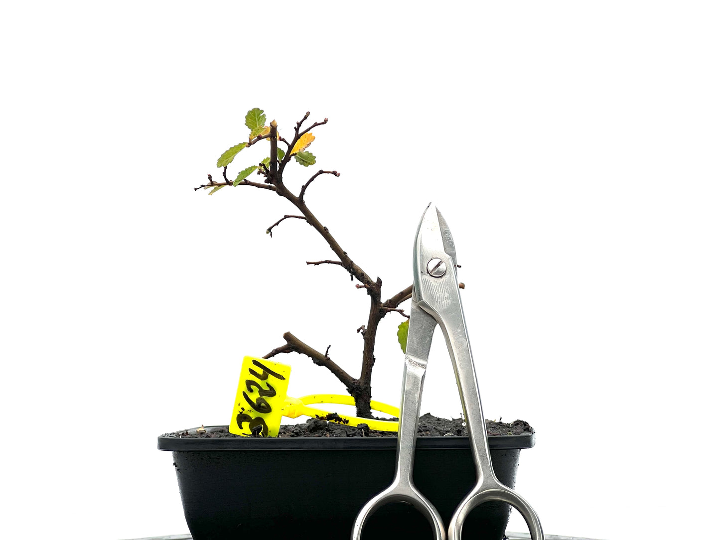 Ulmus Parvifolia 3624