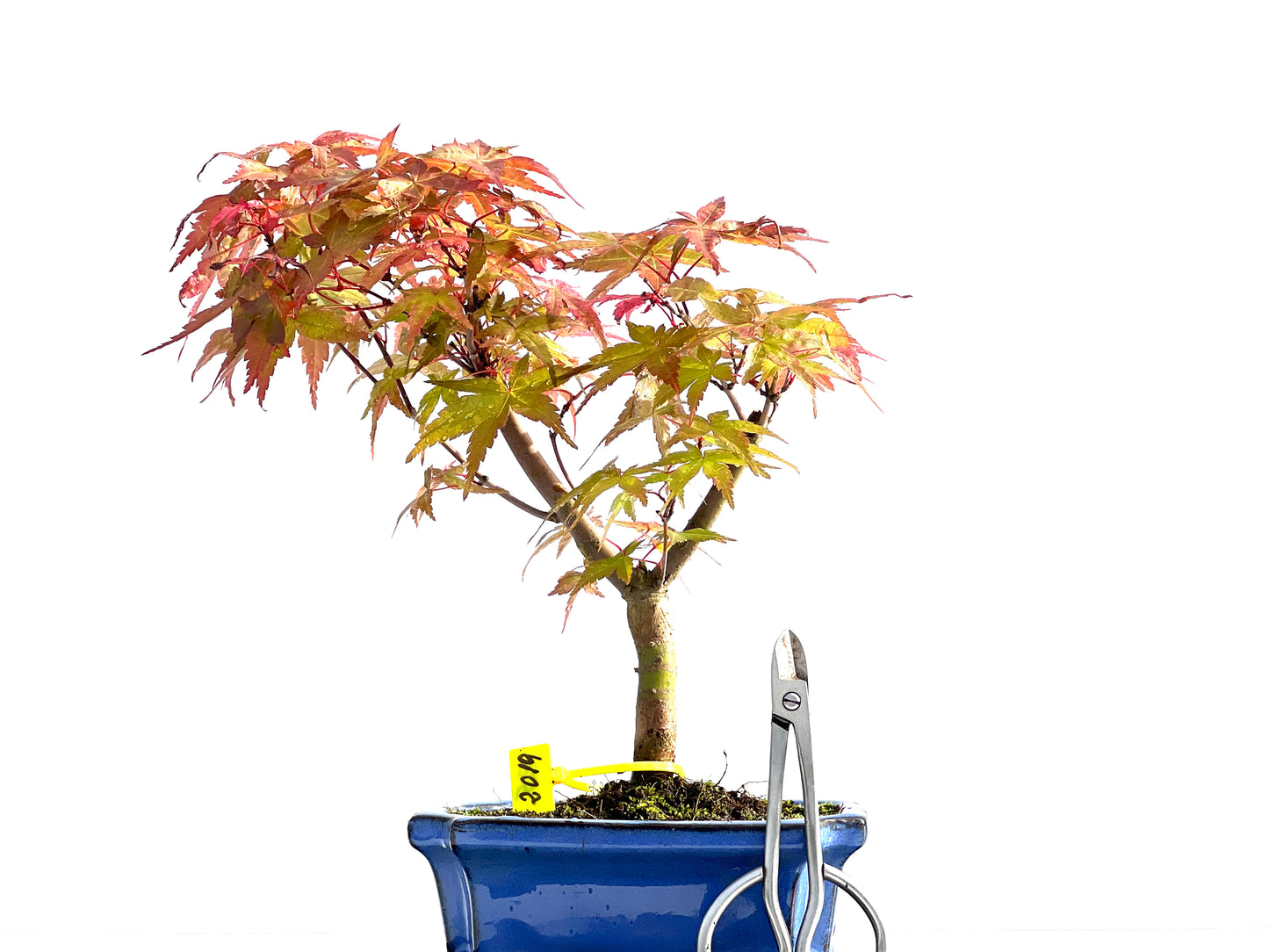 Acer Palmatum Deshojo 2019