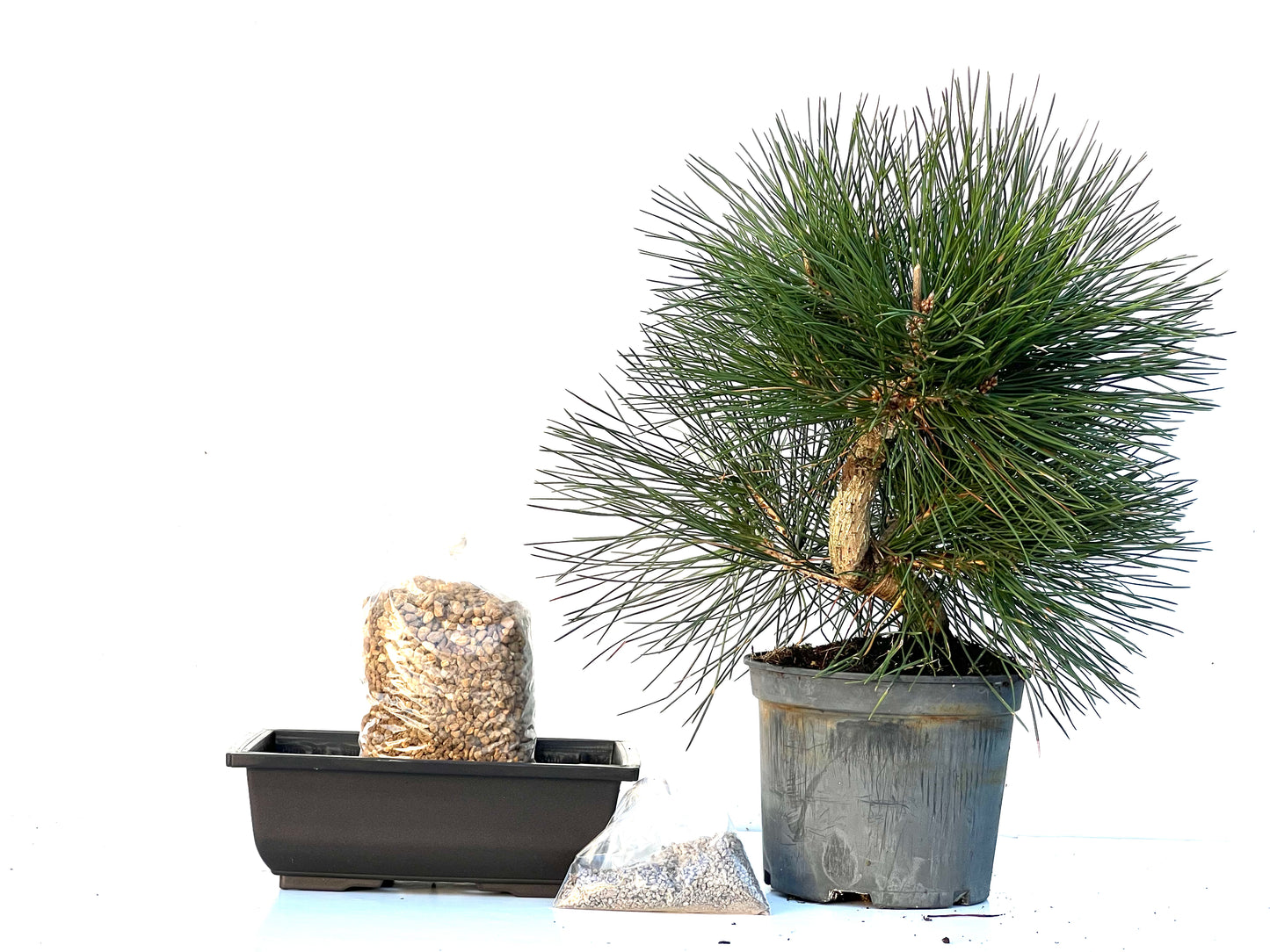 BohePack - Pino Negro Japones