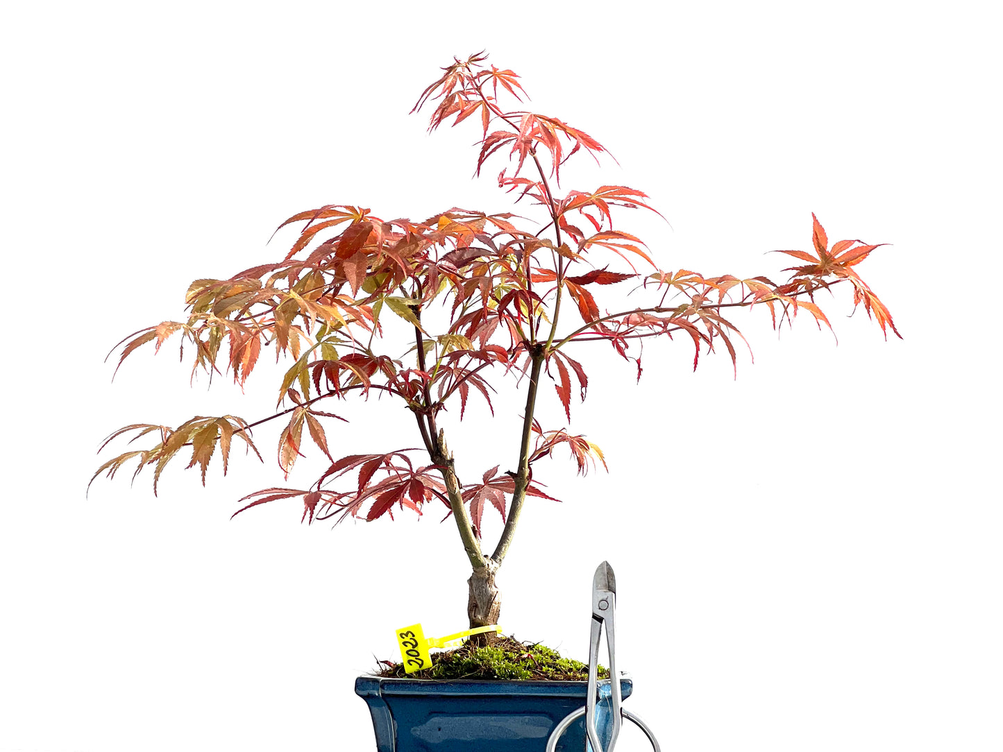 Acer Palmatum Atropurpureum 2023