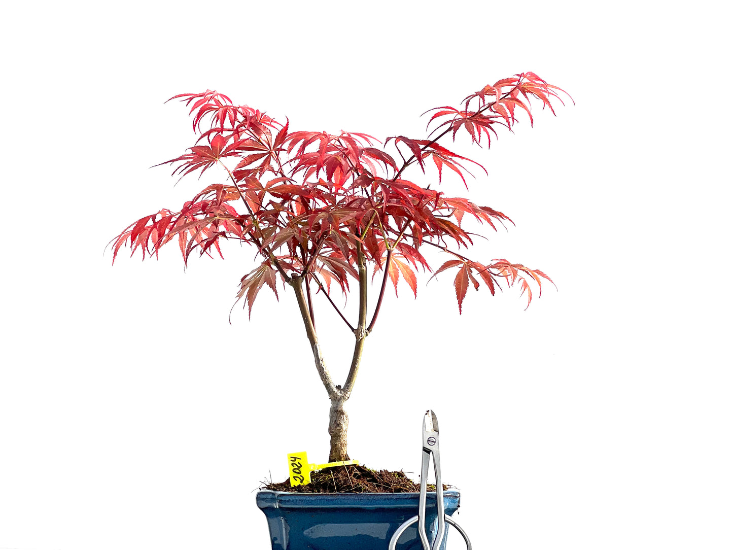 Acer Palmatum Atropurpureum 2024