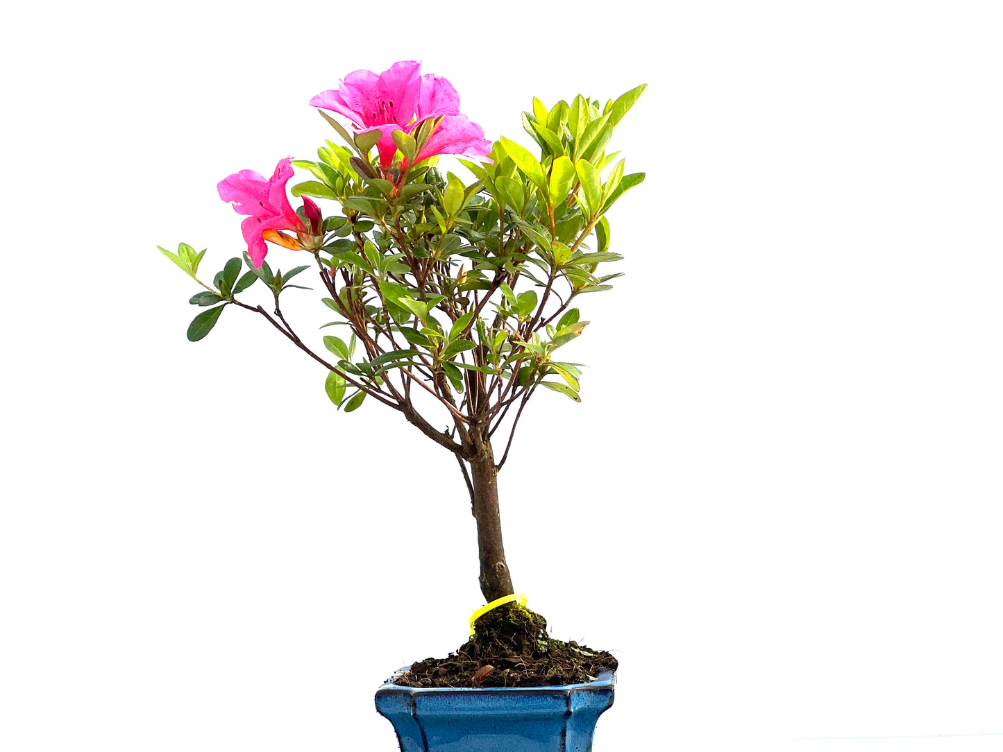 Rhododendrum Indicum 2033