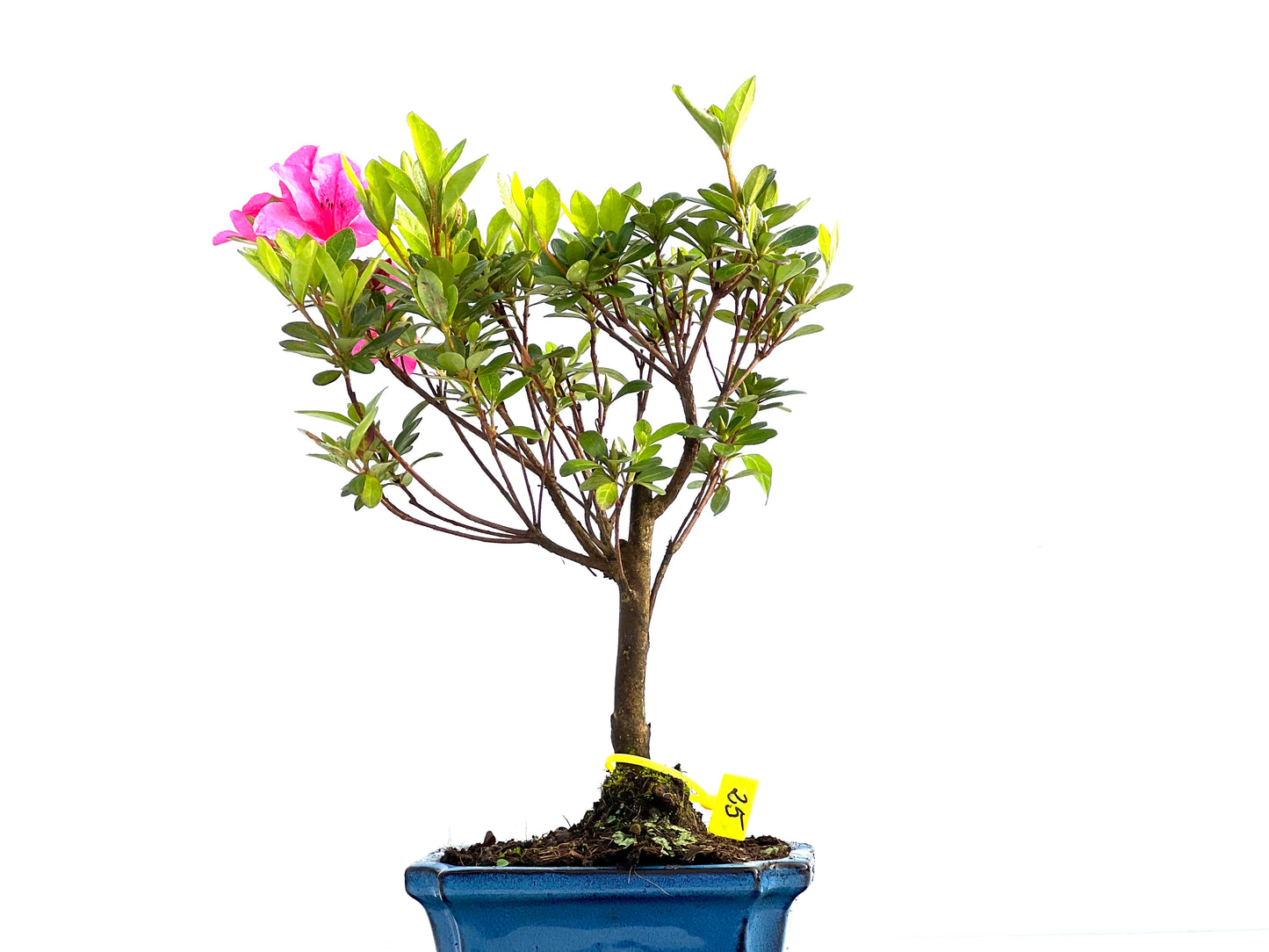 Rhododendrum Indicum 2033