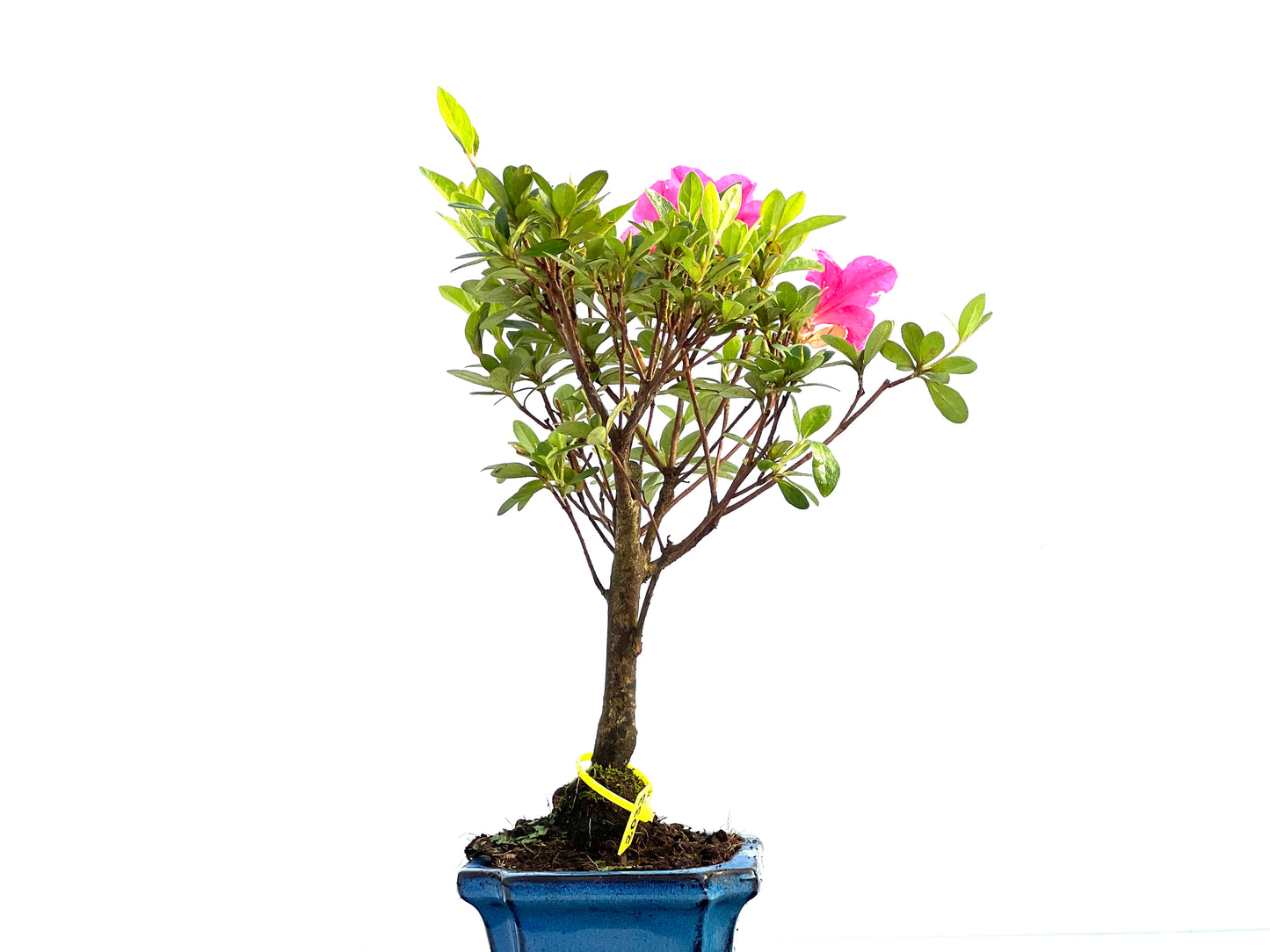 Rhododendrum Indicum 2033
