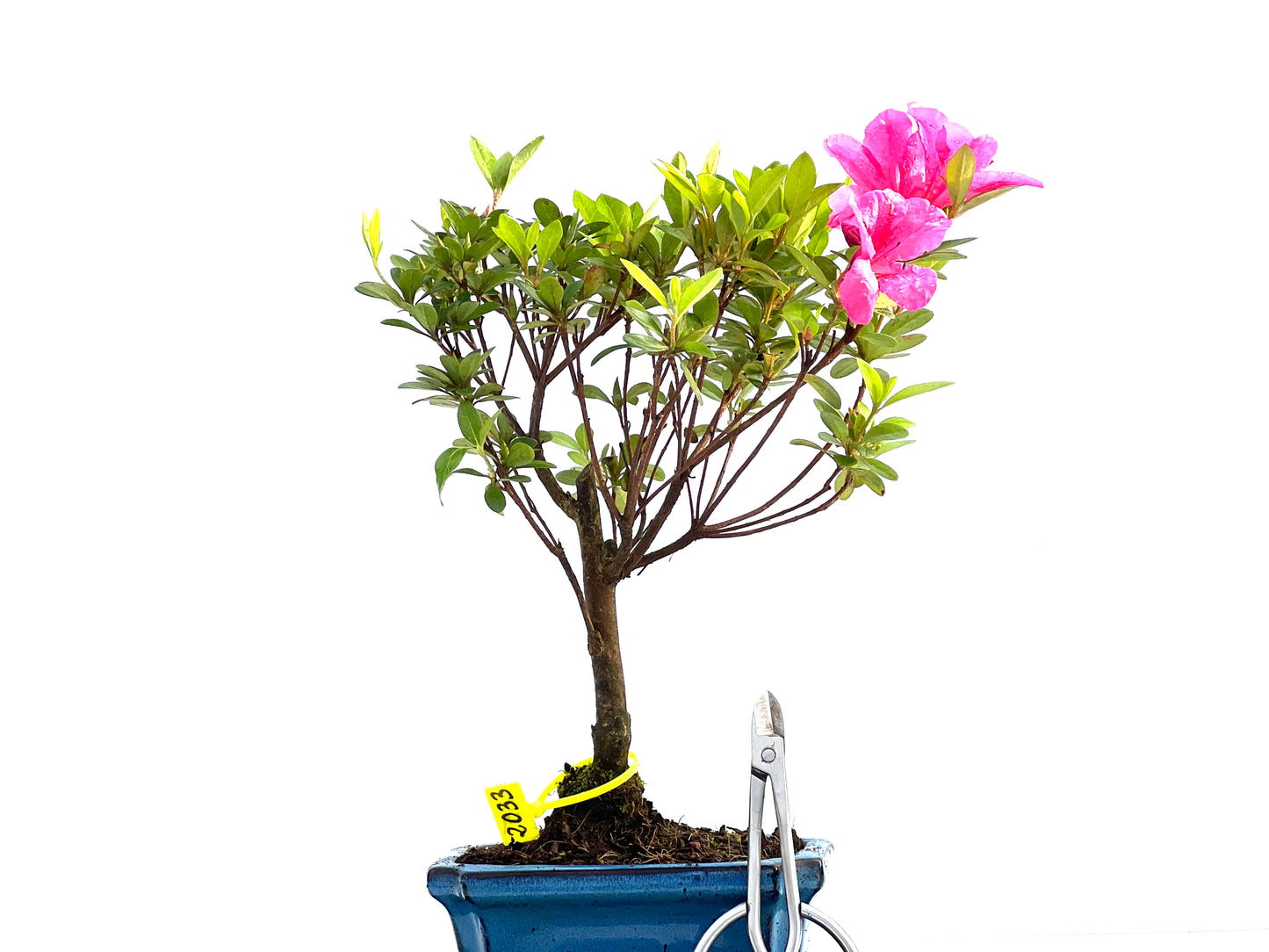 Rhododendrum Indicum 2033