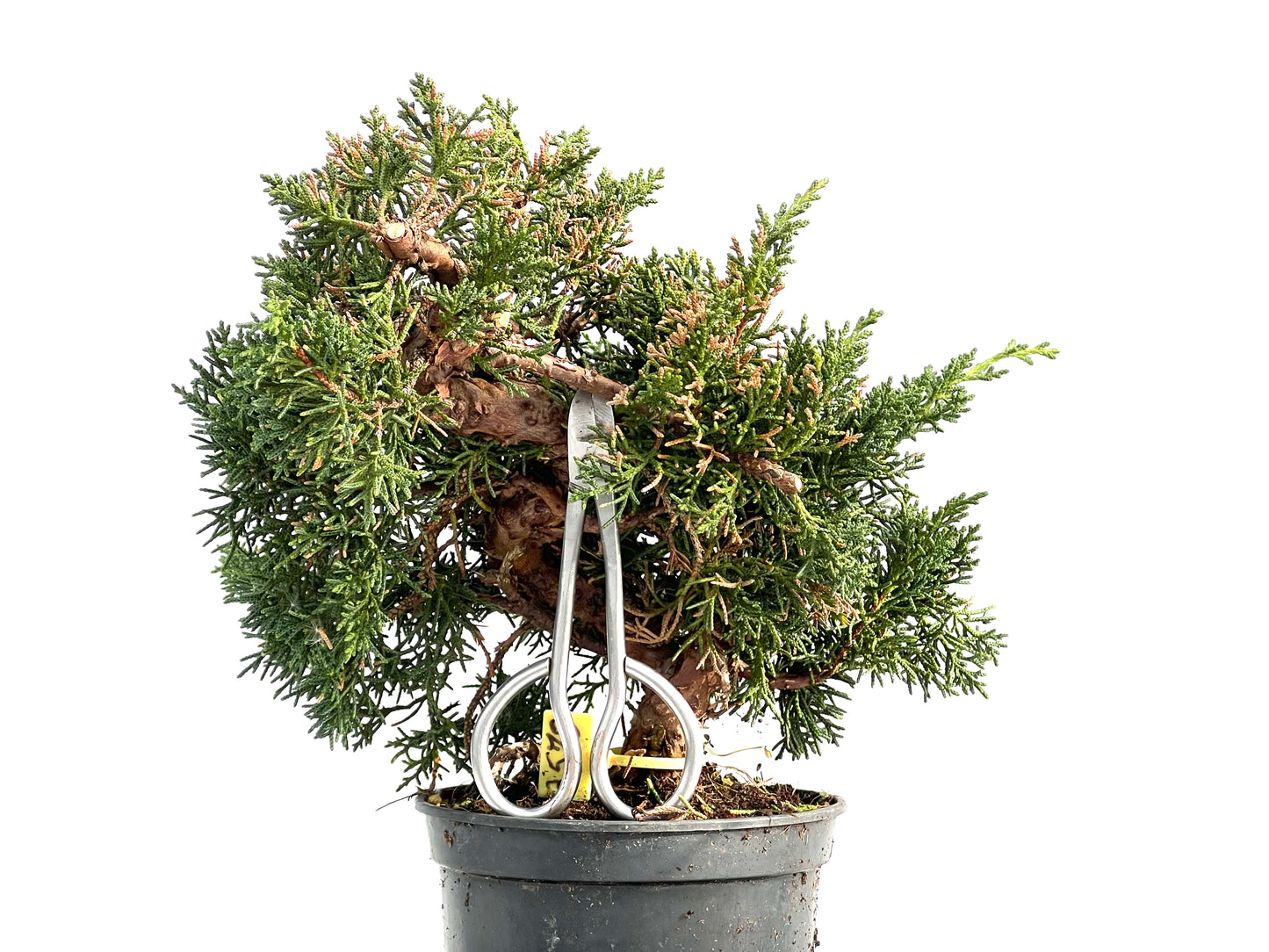 Juniperus Chinensis Kyushu 3578