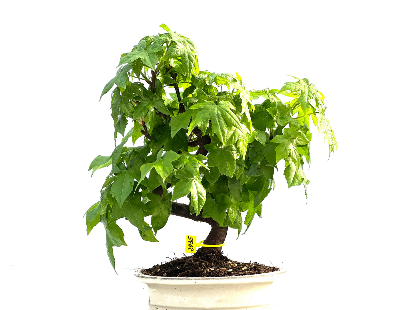 Liquidambar 2035