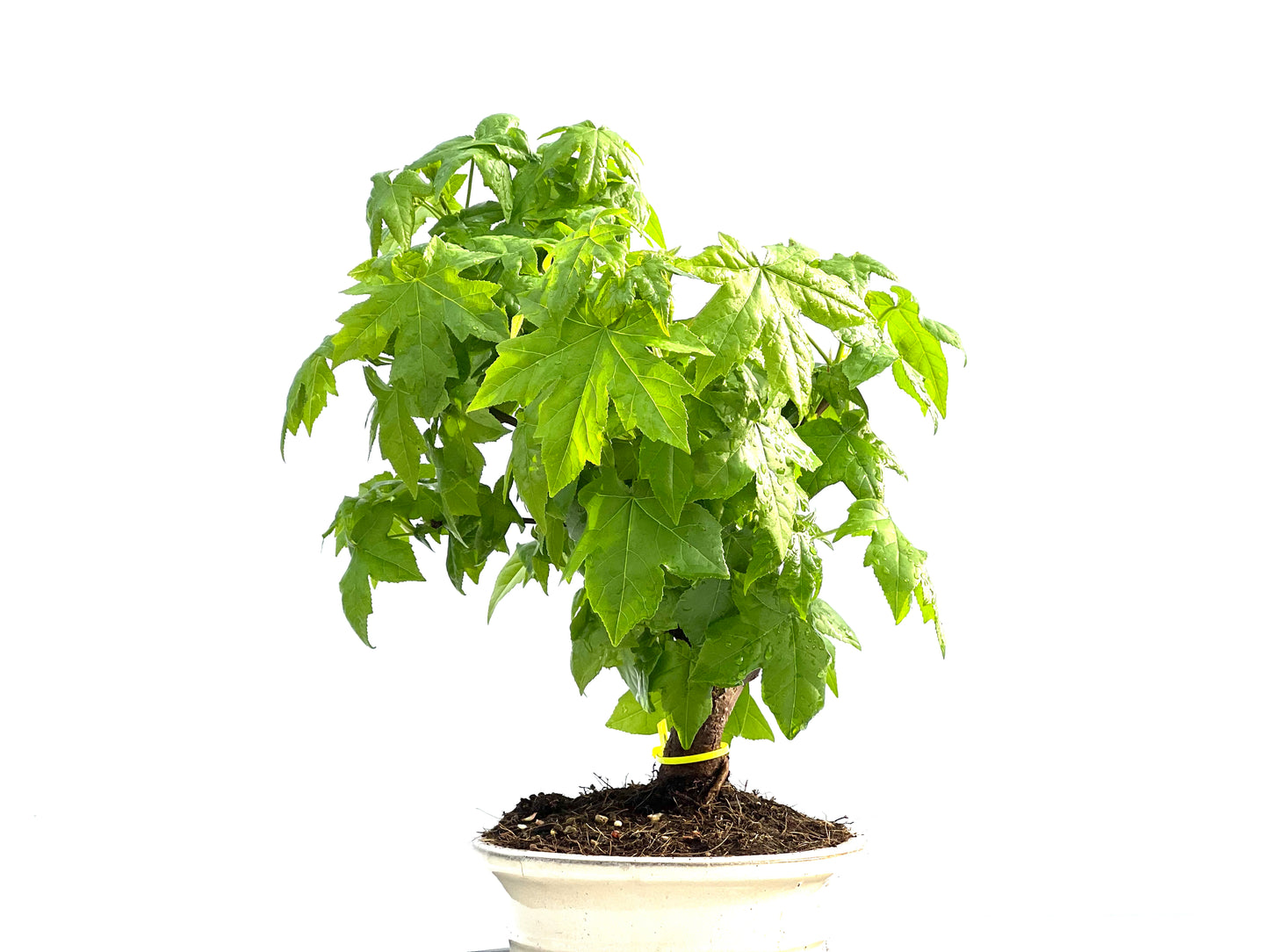 Liquidambar 2035