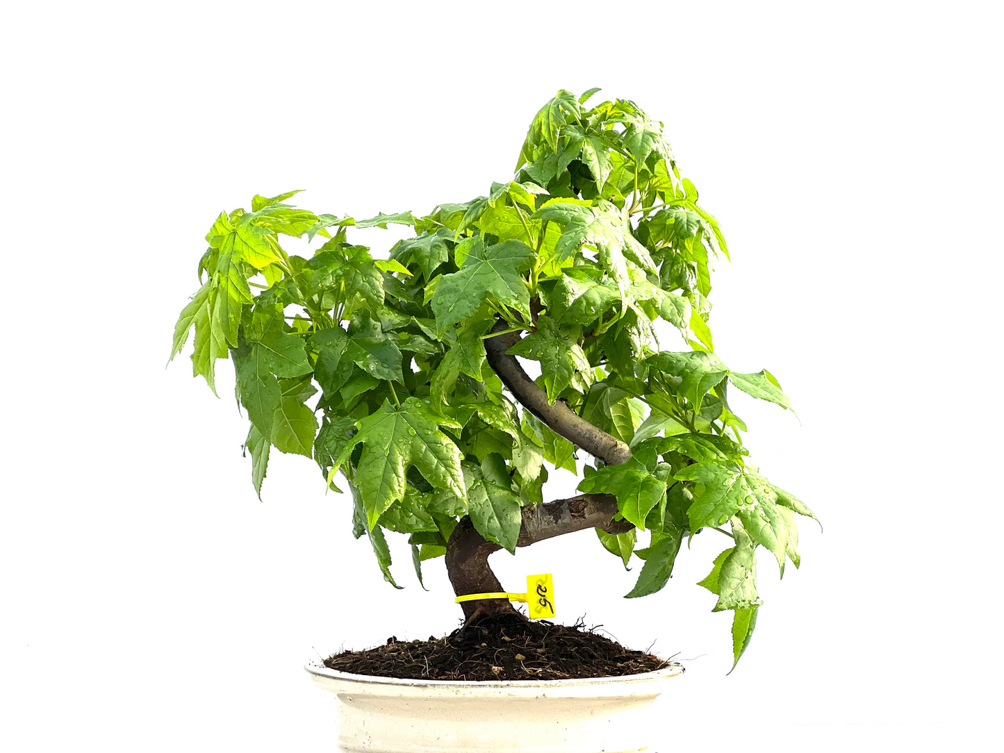 Liquidambar 2035