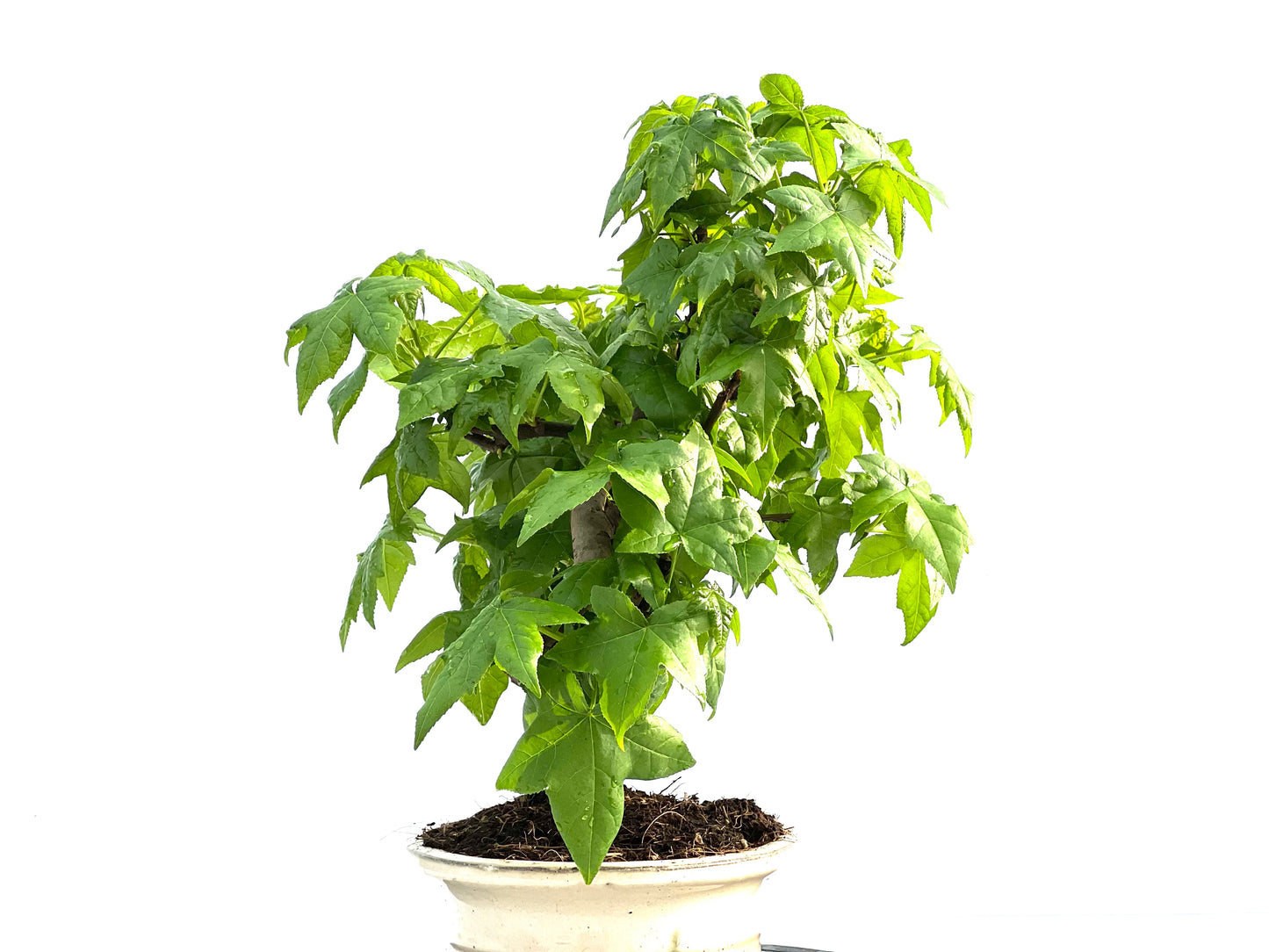 Liquidambar 2035