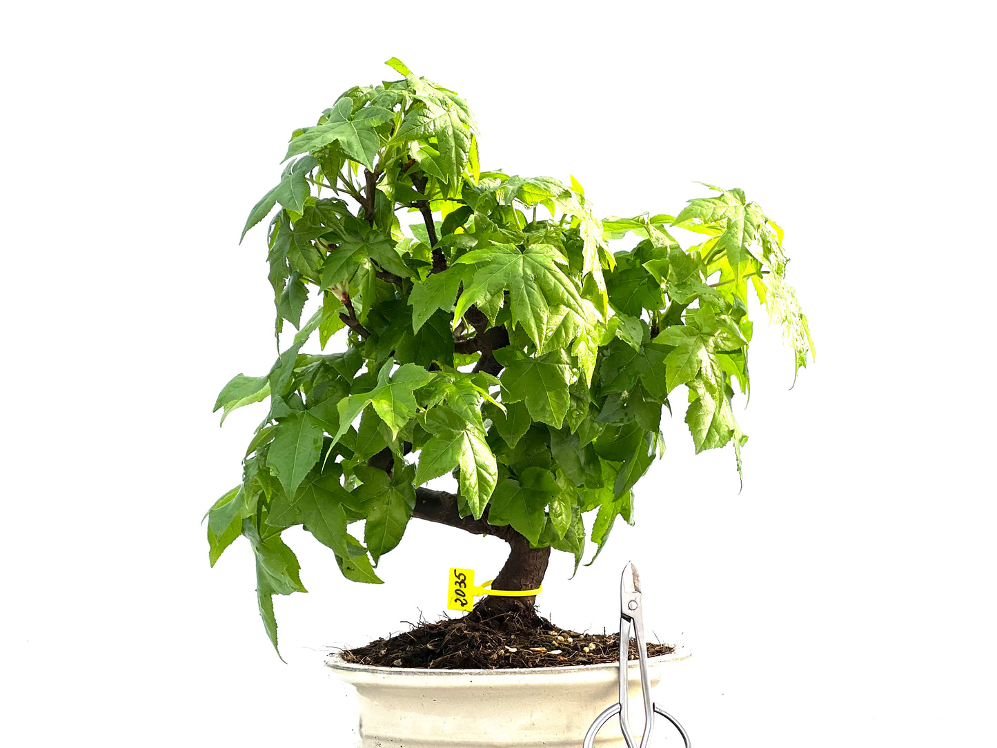 Liquidambar 2035