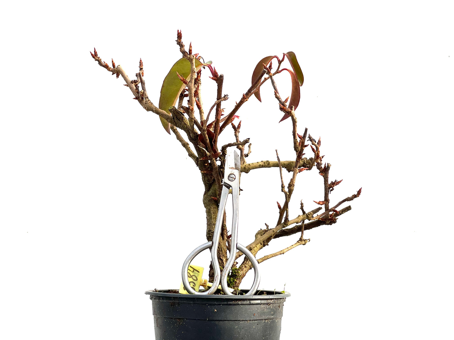 Kadsura Japonica 3584