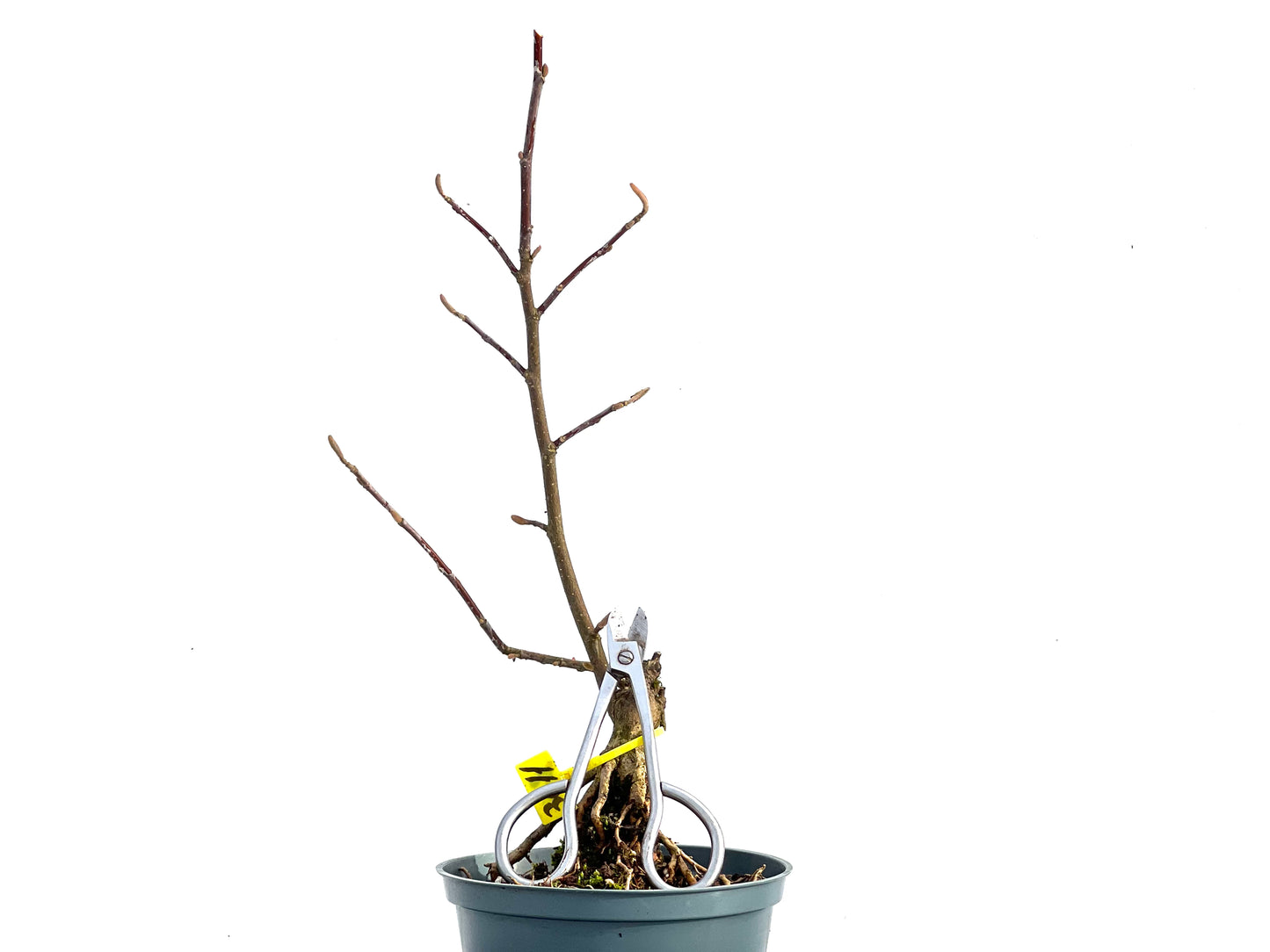 Magnolio 3611