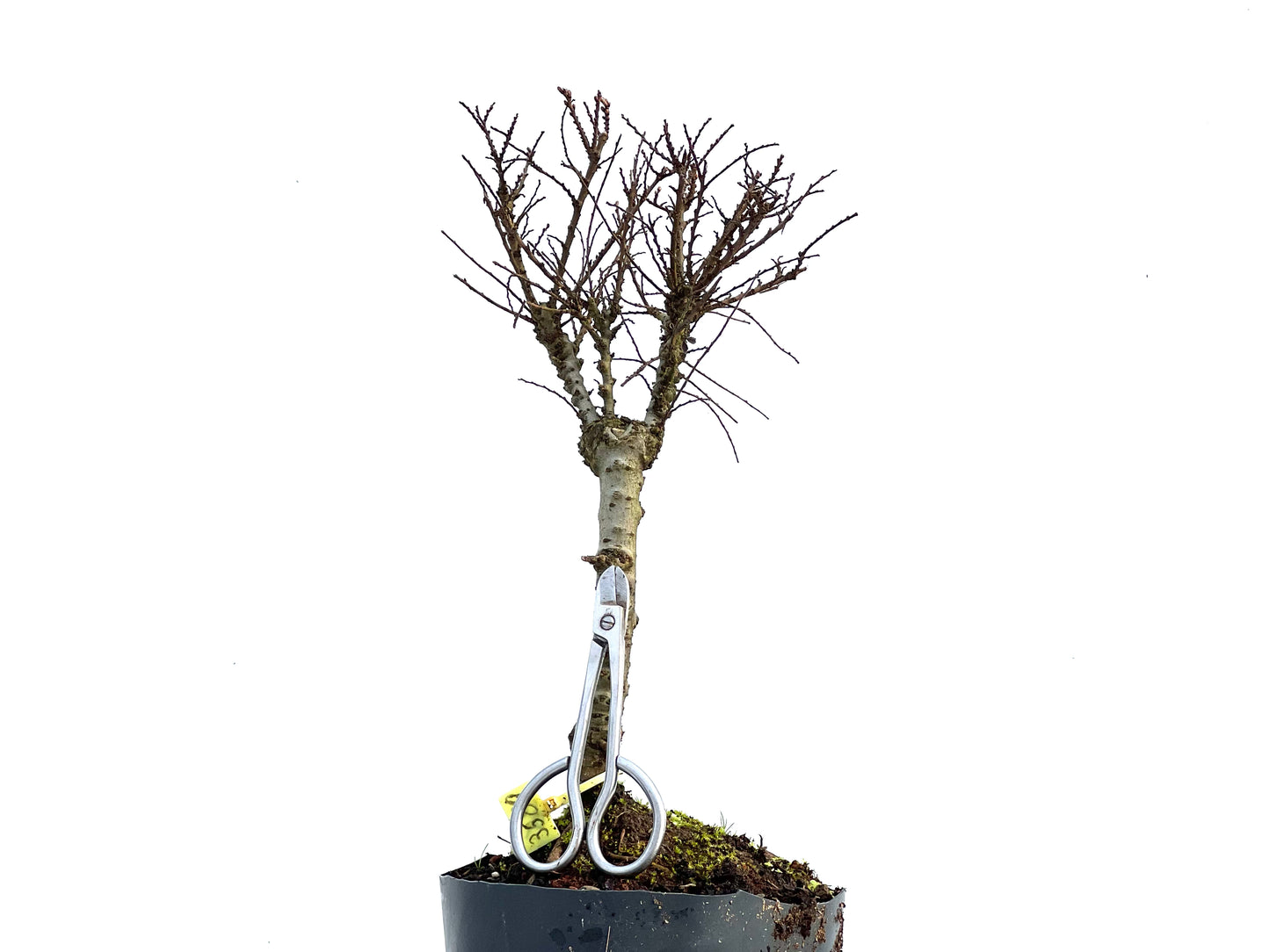 Ulmus Hokkaido 3589