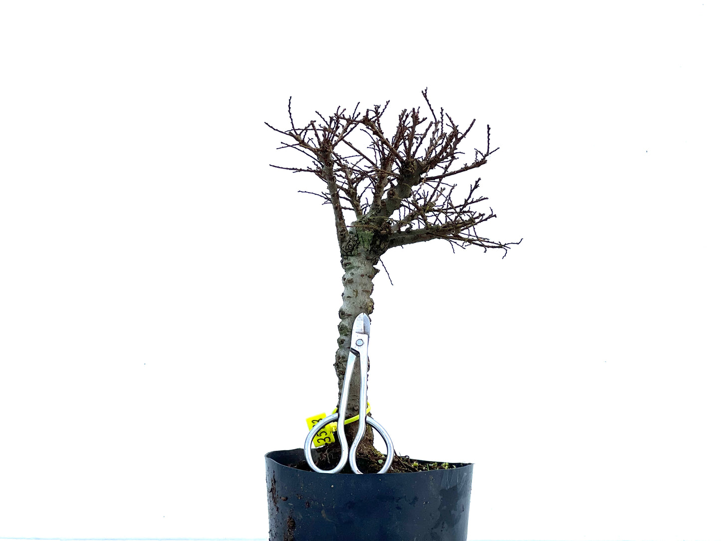 Ulmus Hokkaido 3583