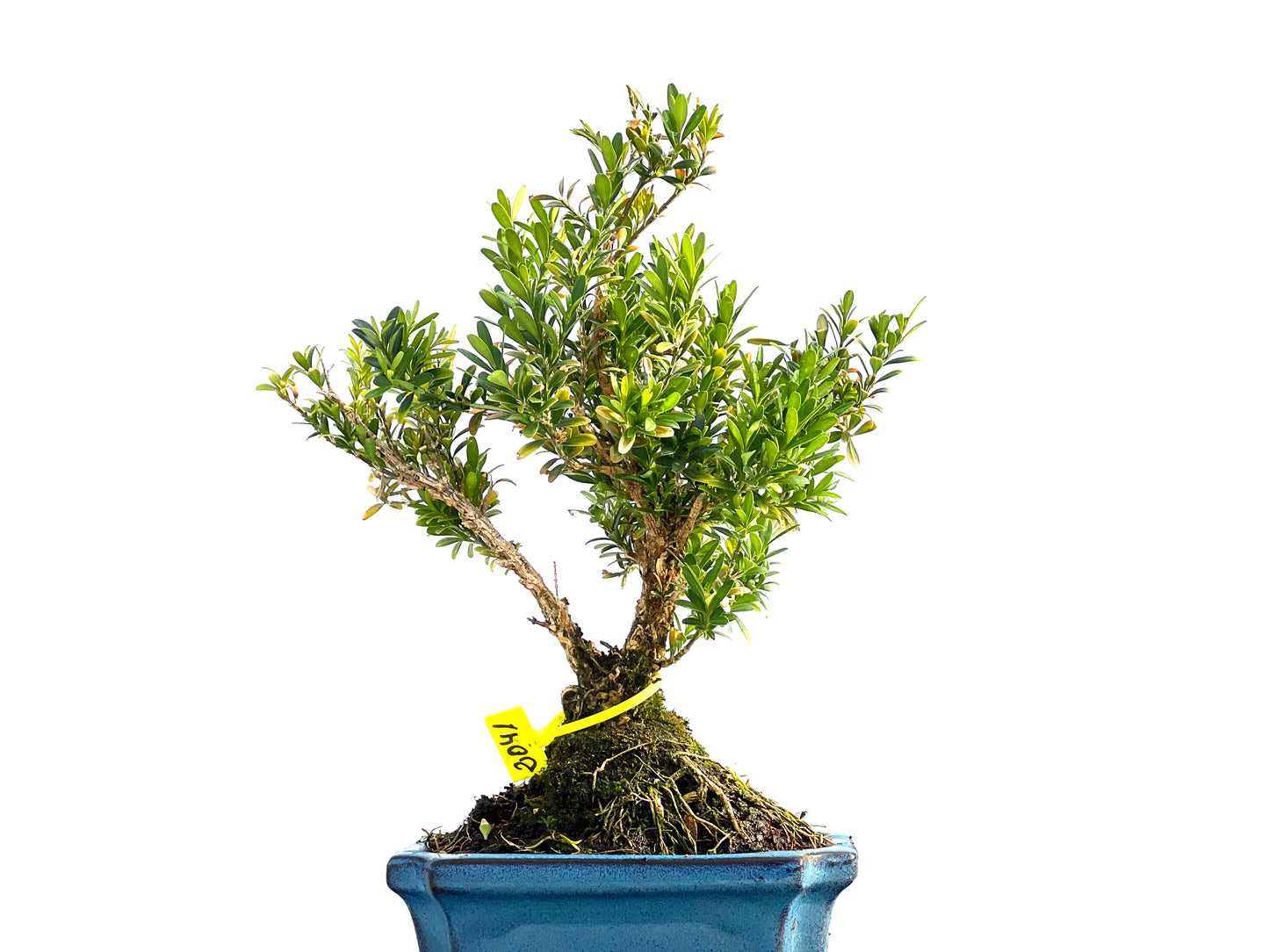 Buxus Harlandii 2041