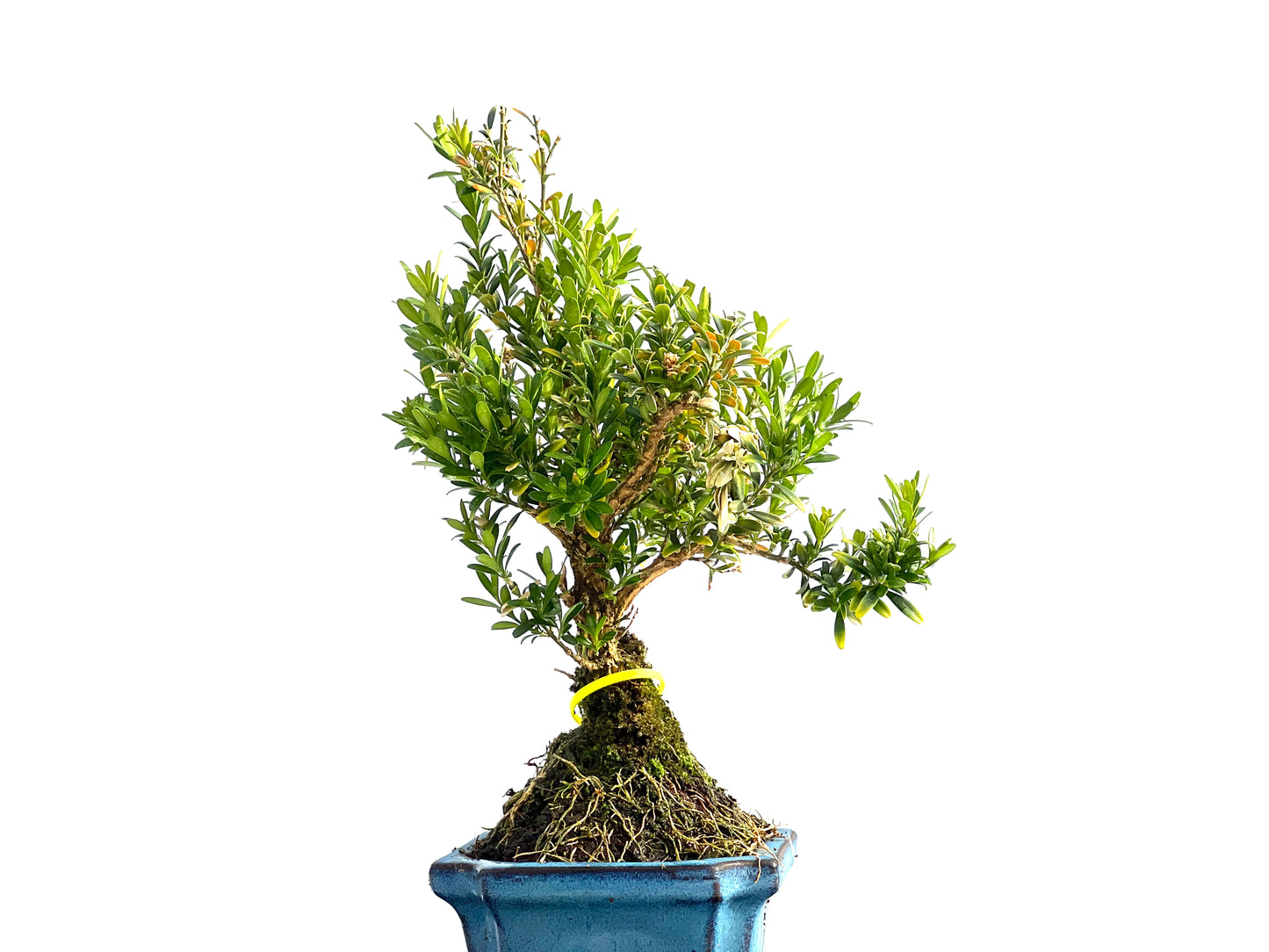 Buxus Harlandii 2041