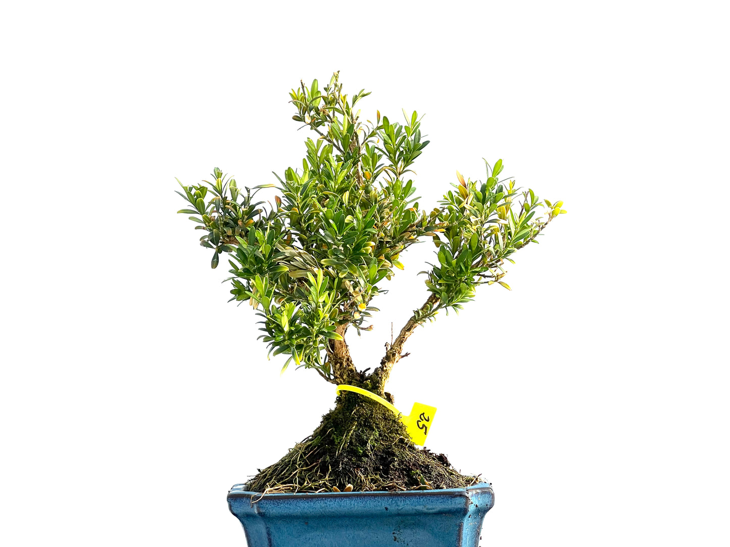 Buxus Harlandii 2041