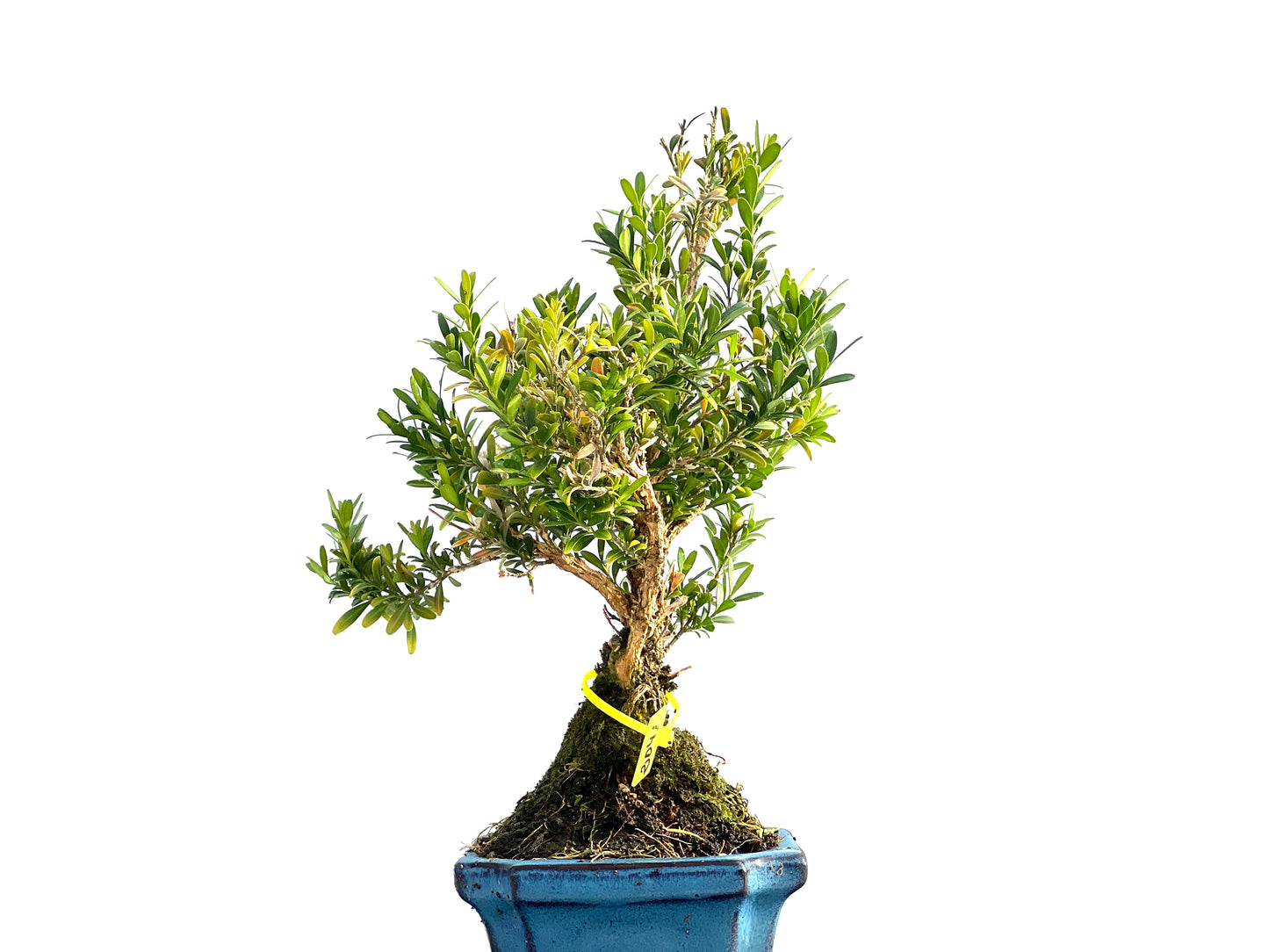 Buxus Harlandii 2041