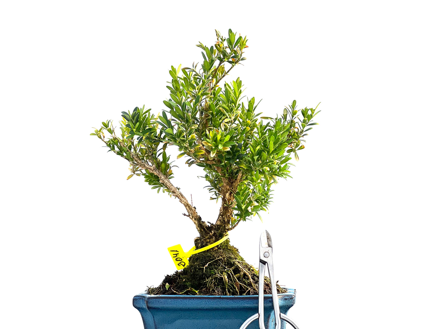 Buxus Harlandii 2041