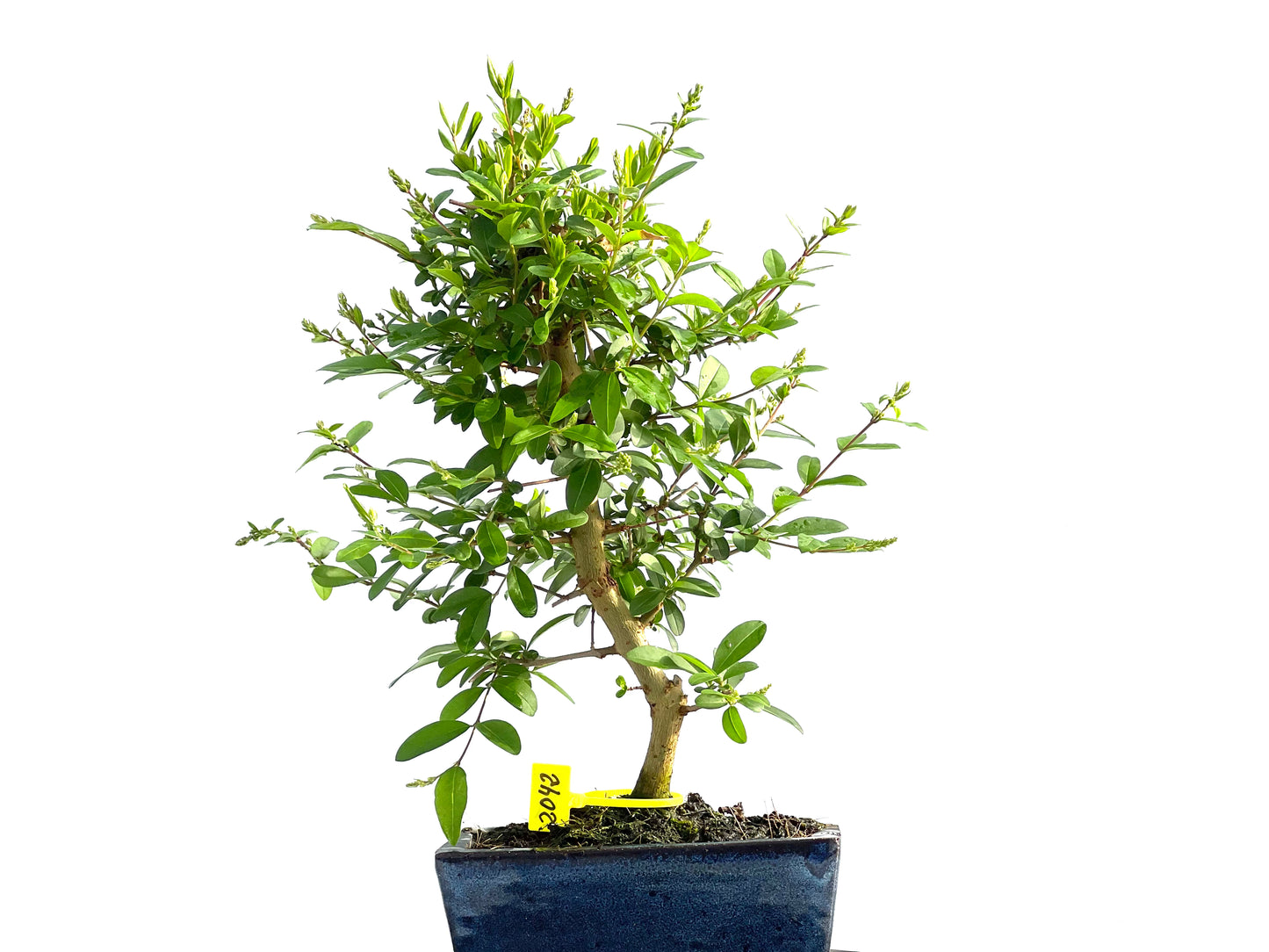 Ligustrum Japonicum 2042