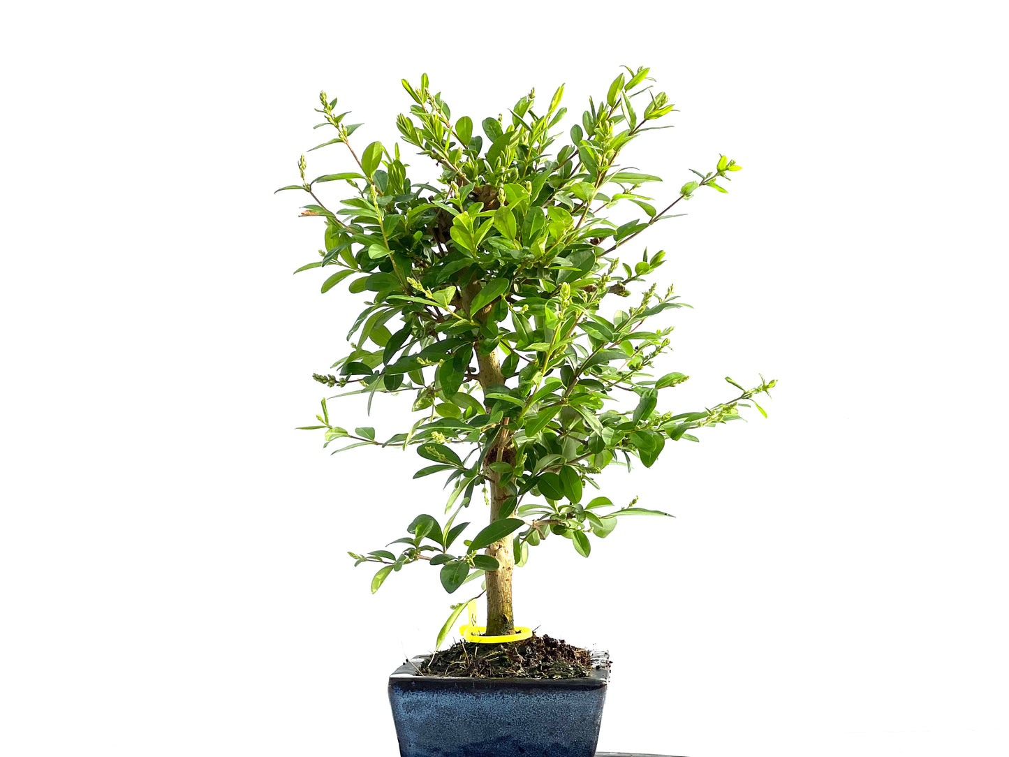 Ligustrum Japonicum 2042