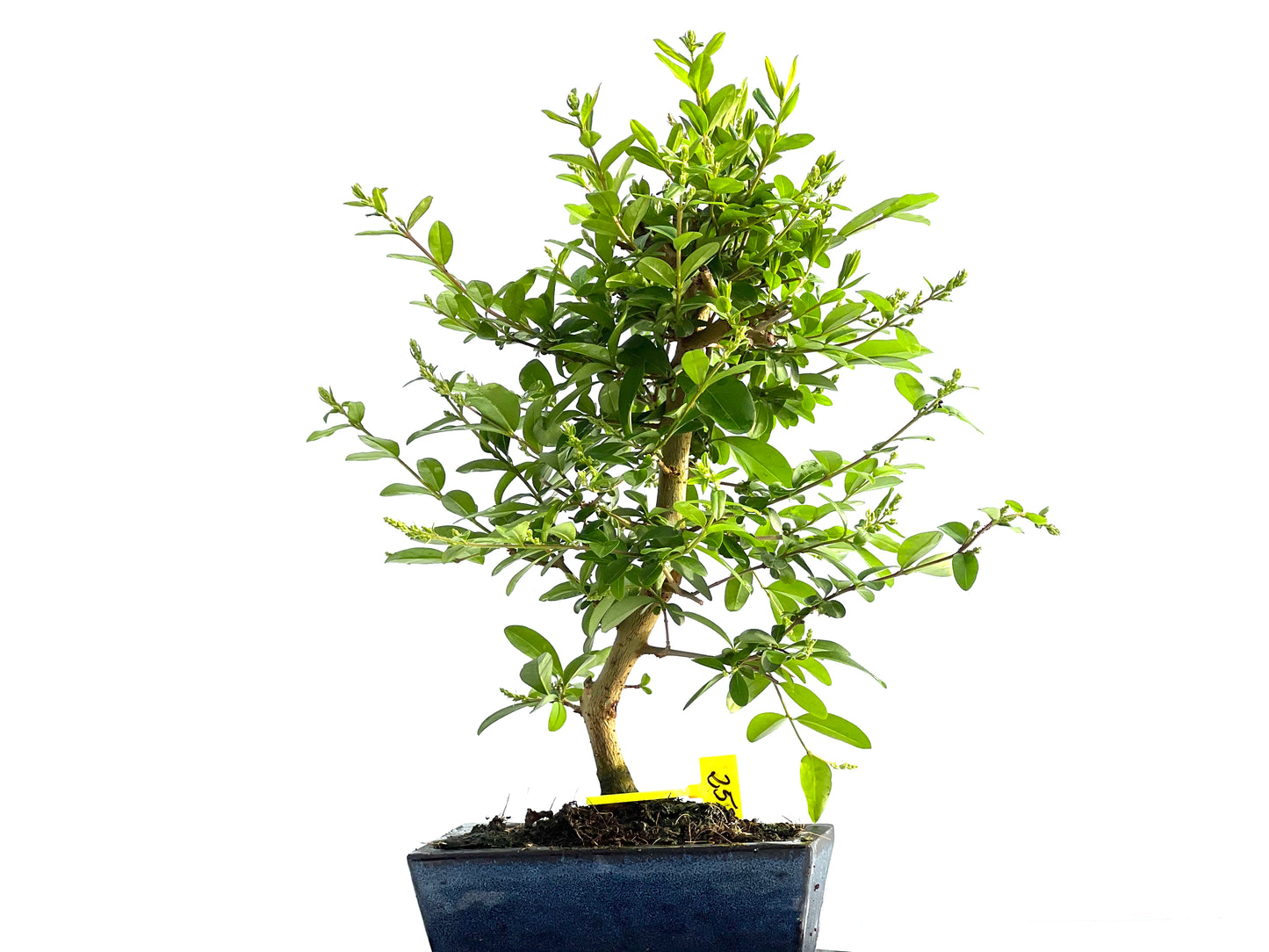 Ligustrum Japonicum 2042