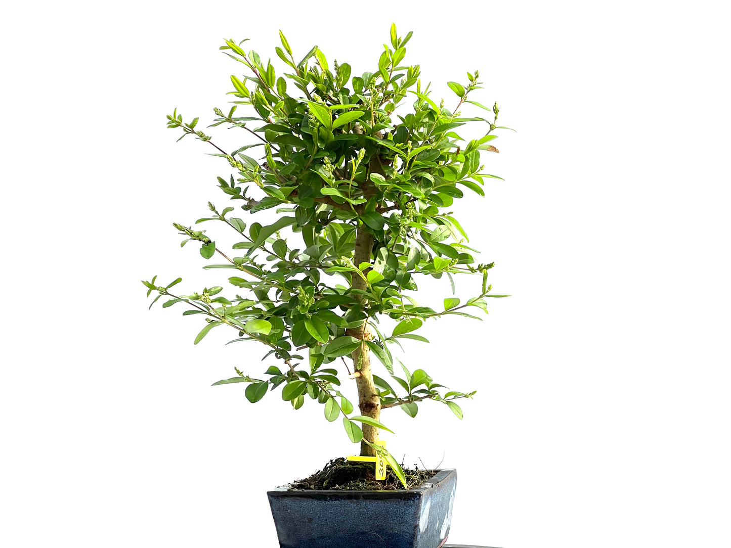 Ligustrum Japonicum 2042