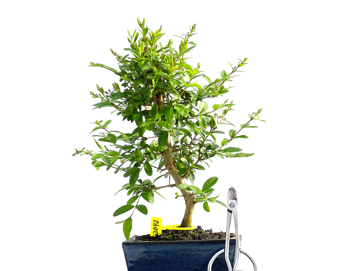 Ligustrum Japonicum 2042